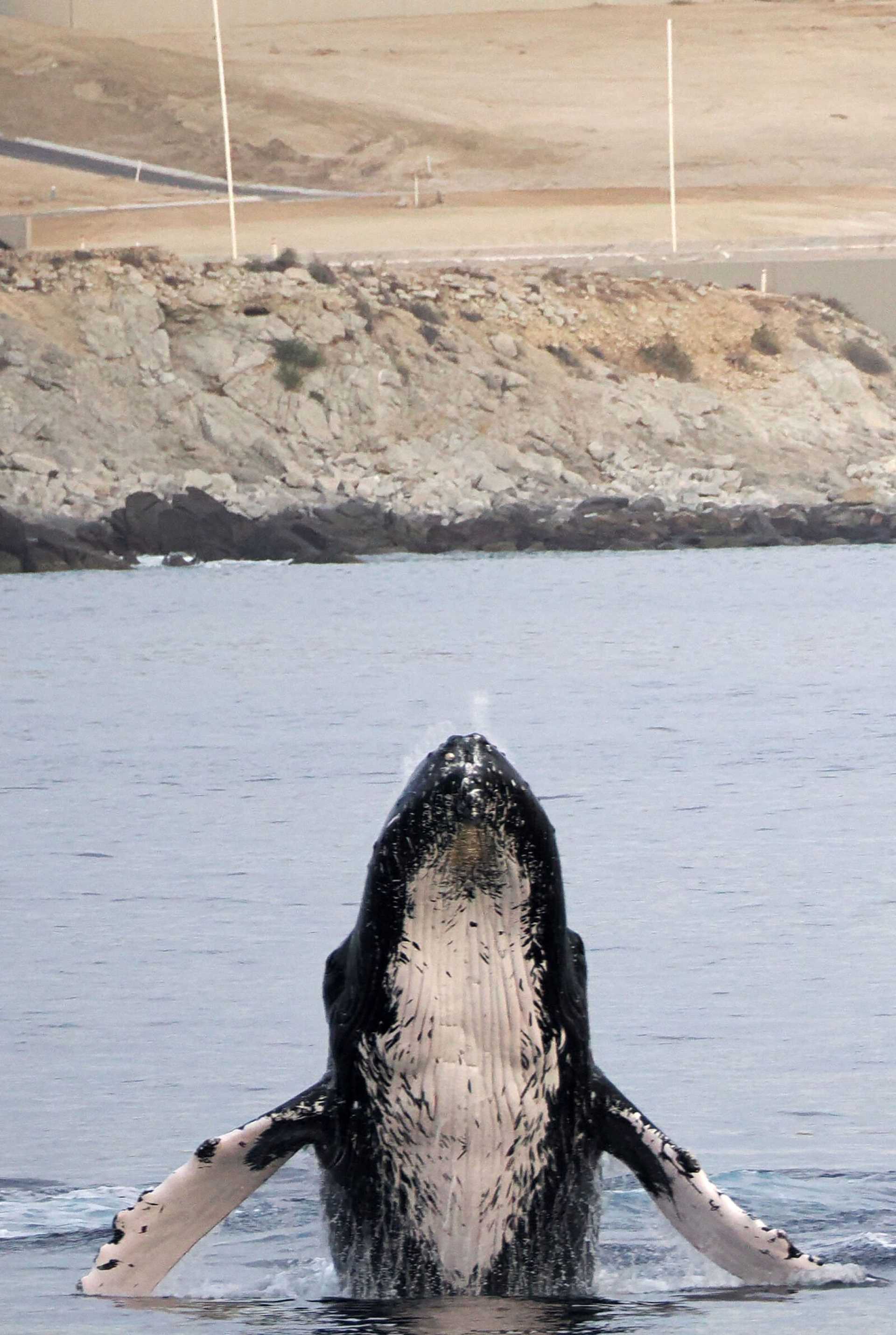 baby humpback whale almost entirely out of the water