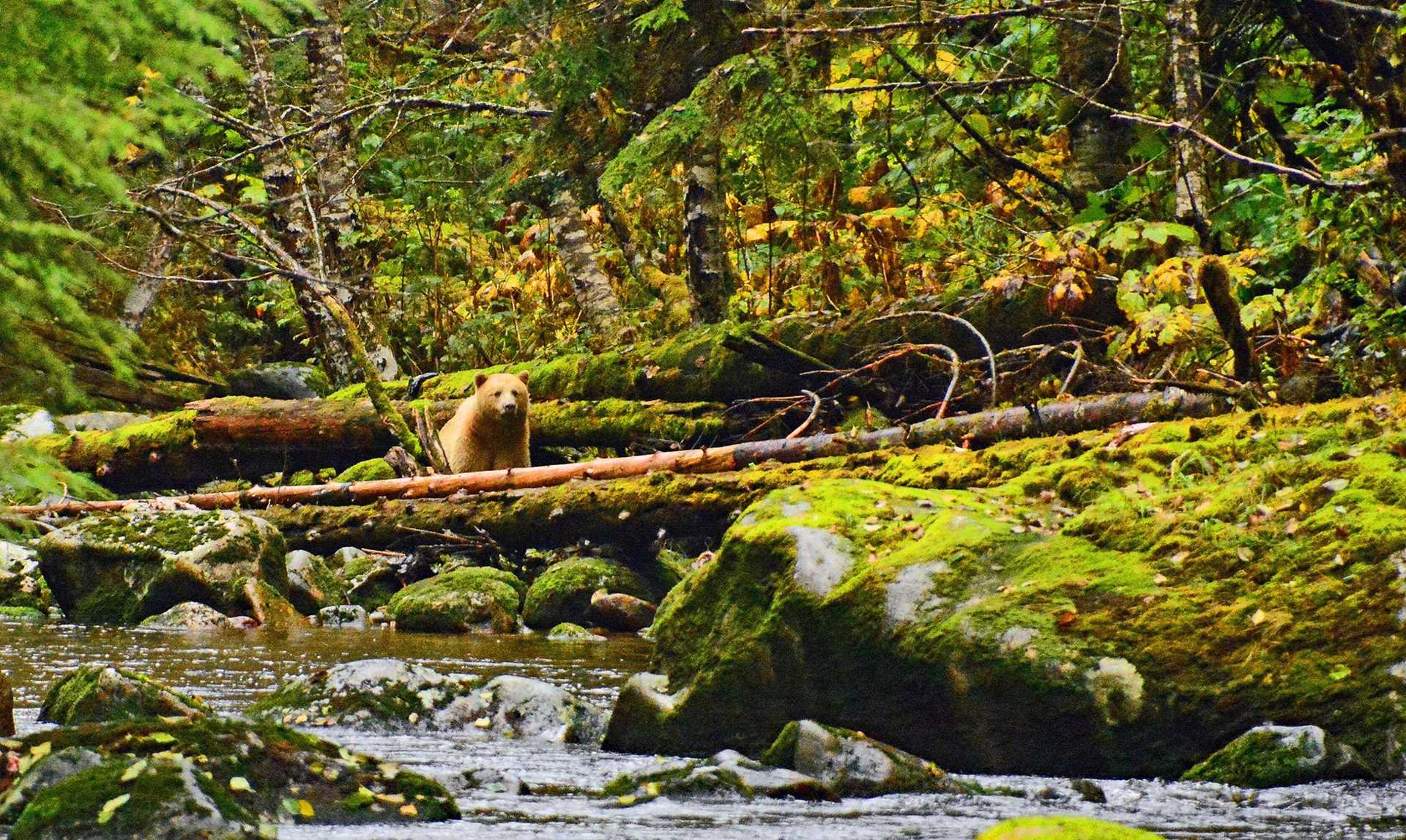 kermode bear