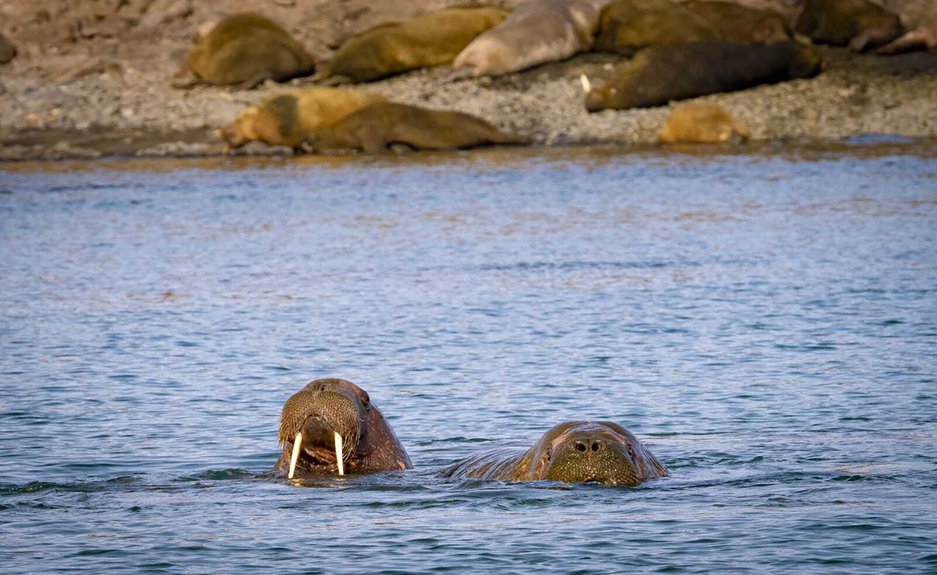 two walruses in the water