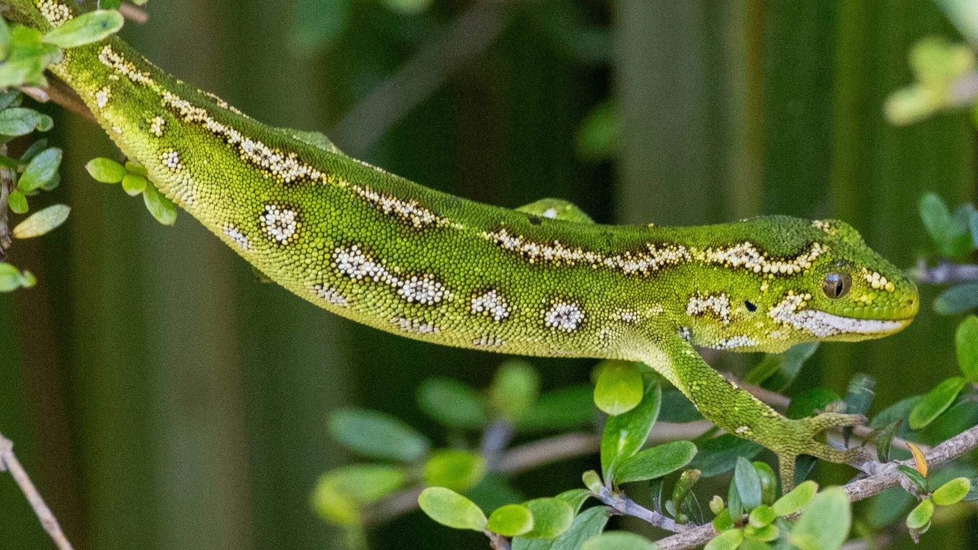 jewelled gecko