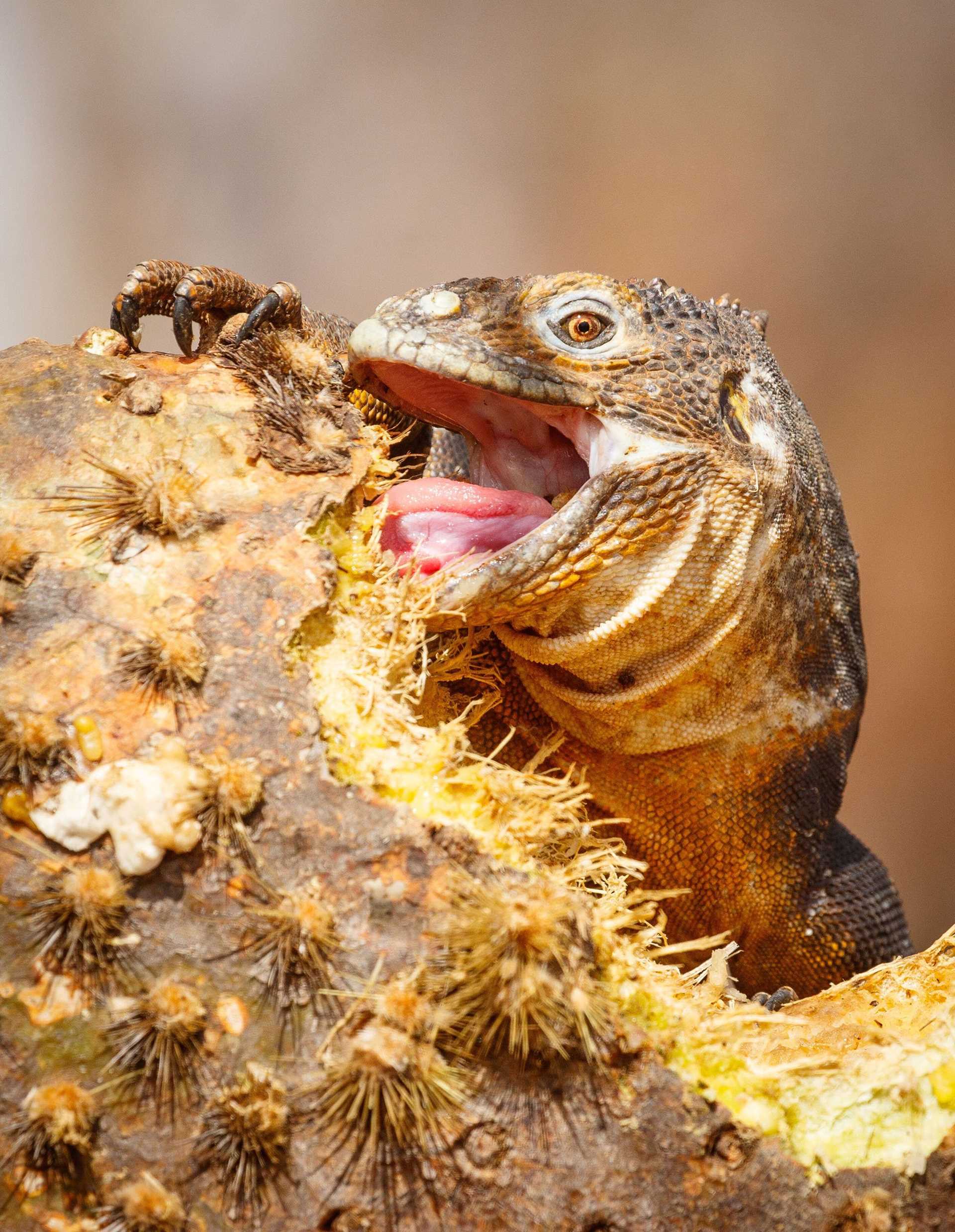 yellow land iguana eating a cactus