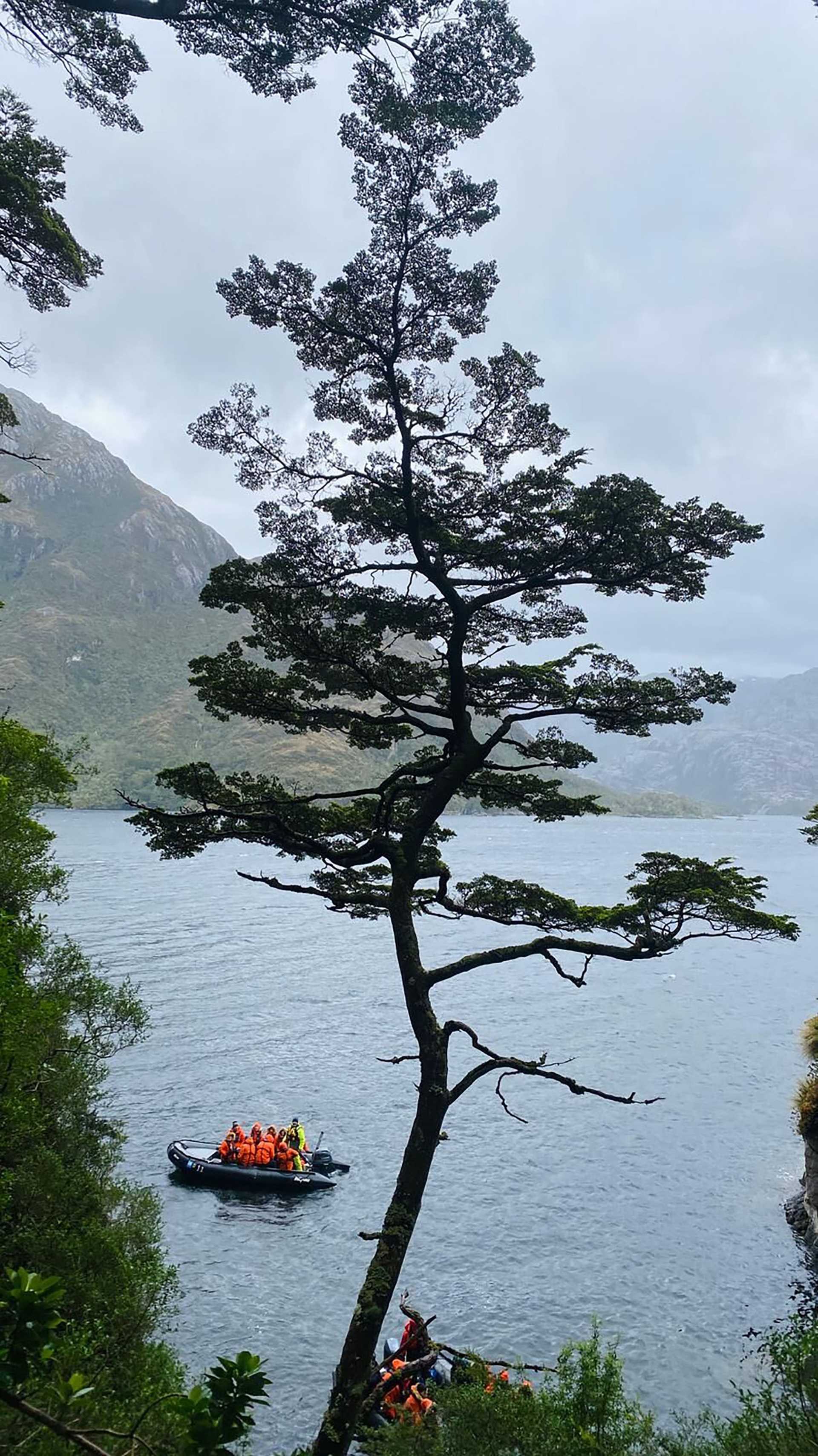 tree in front of water