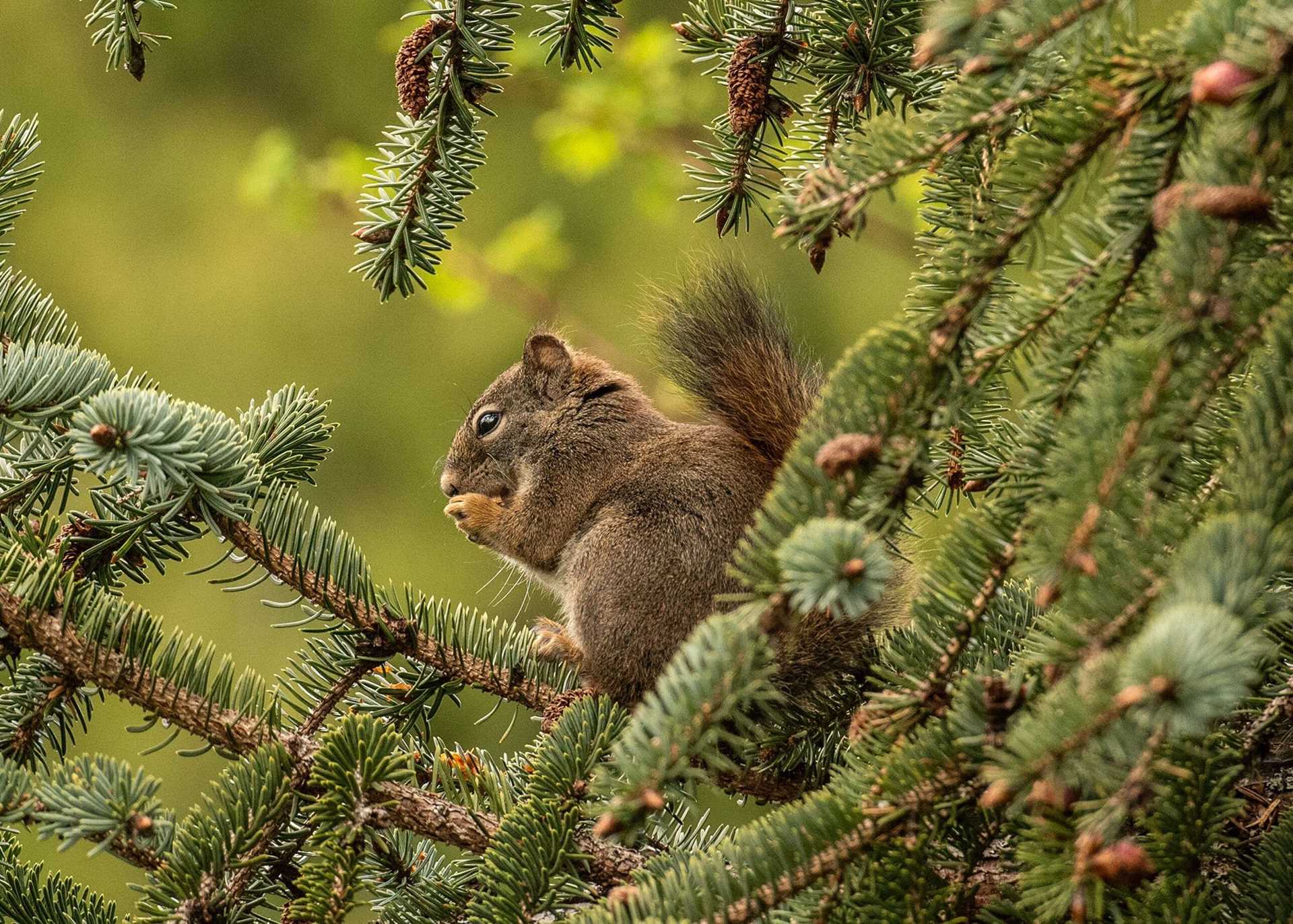 a squirrel in an evergreen tree