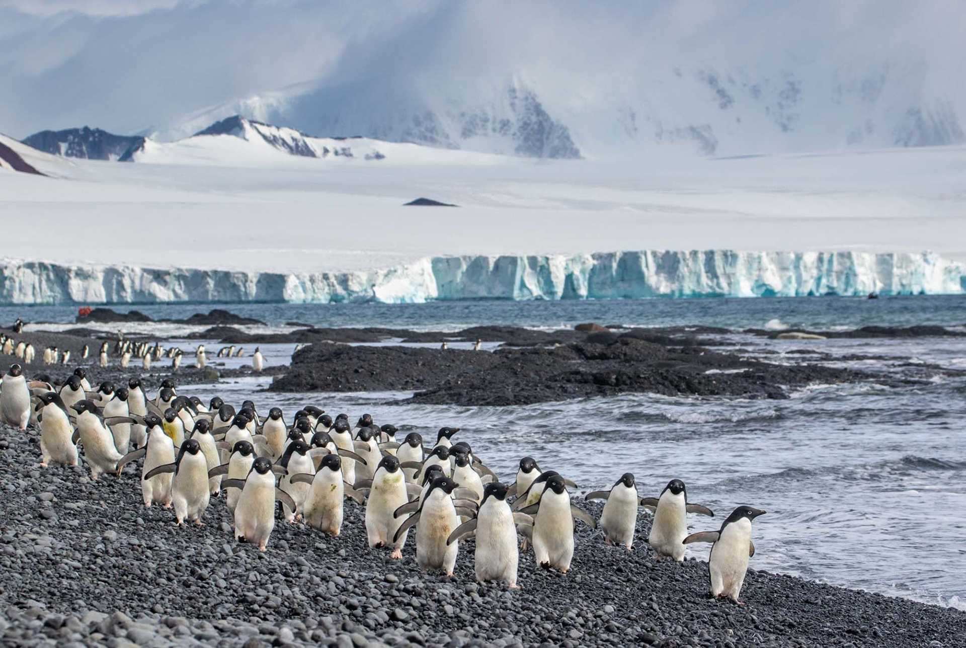 adelie penguins on the beach