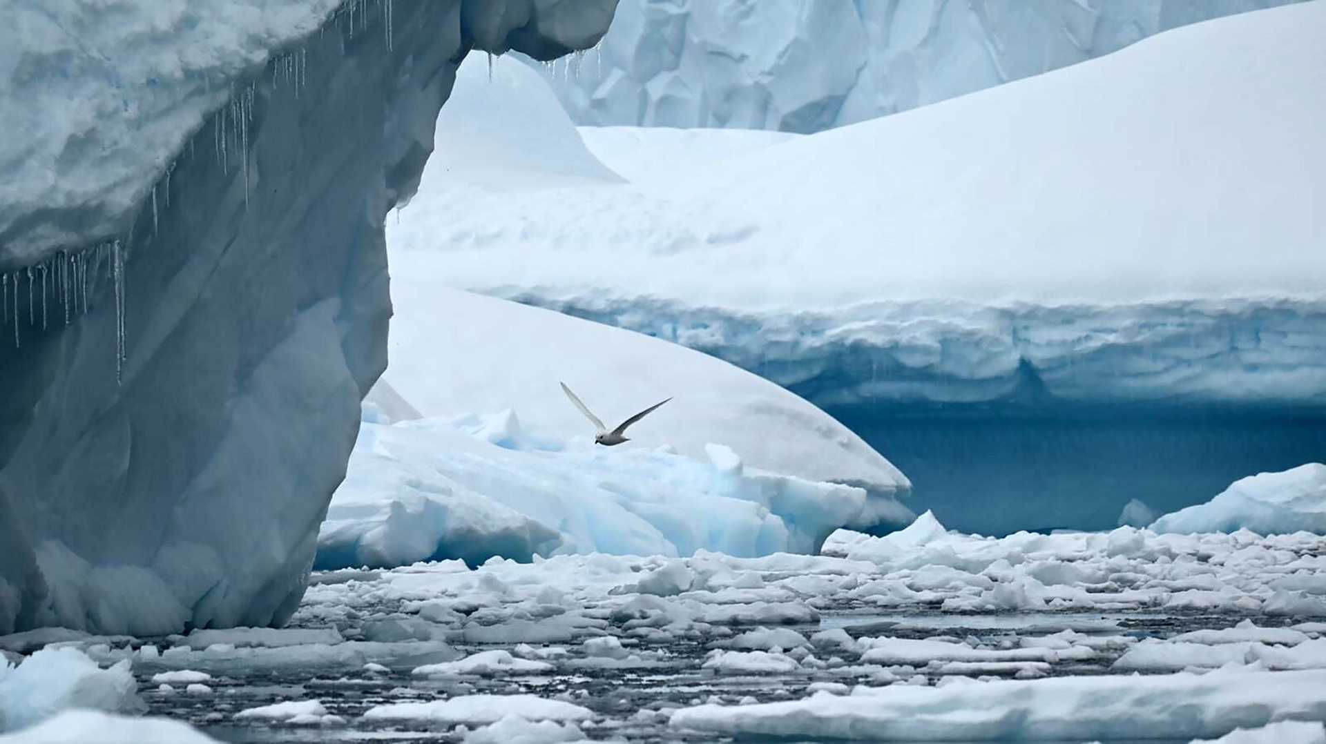 snow petrel in front of a massive iceberg