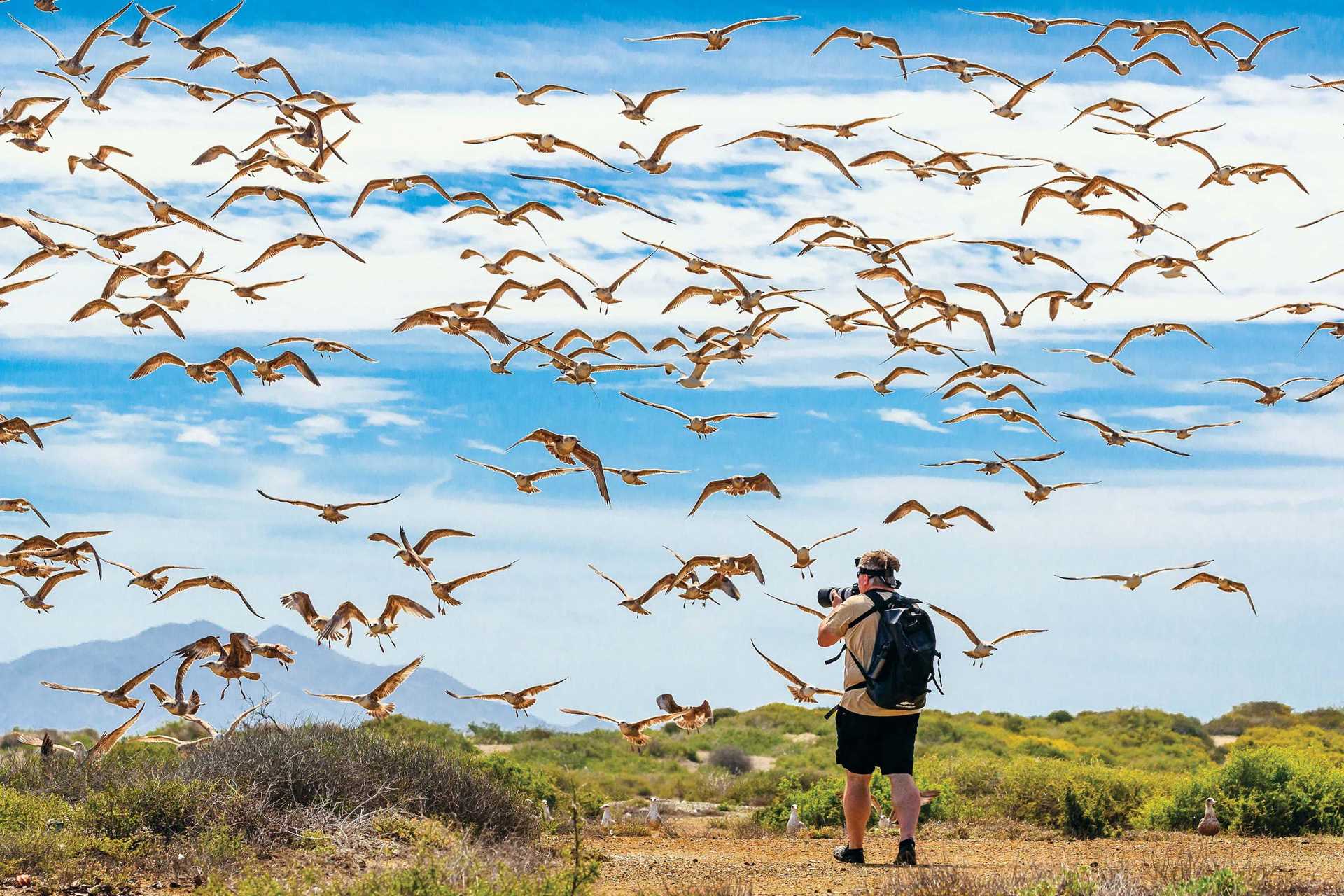 A flock of gulls in Baja.jpg