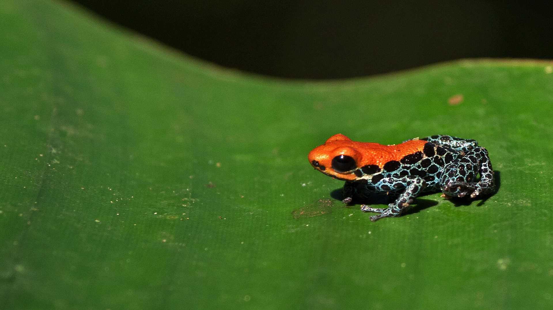 a red and black frog on a green leaf