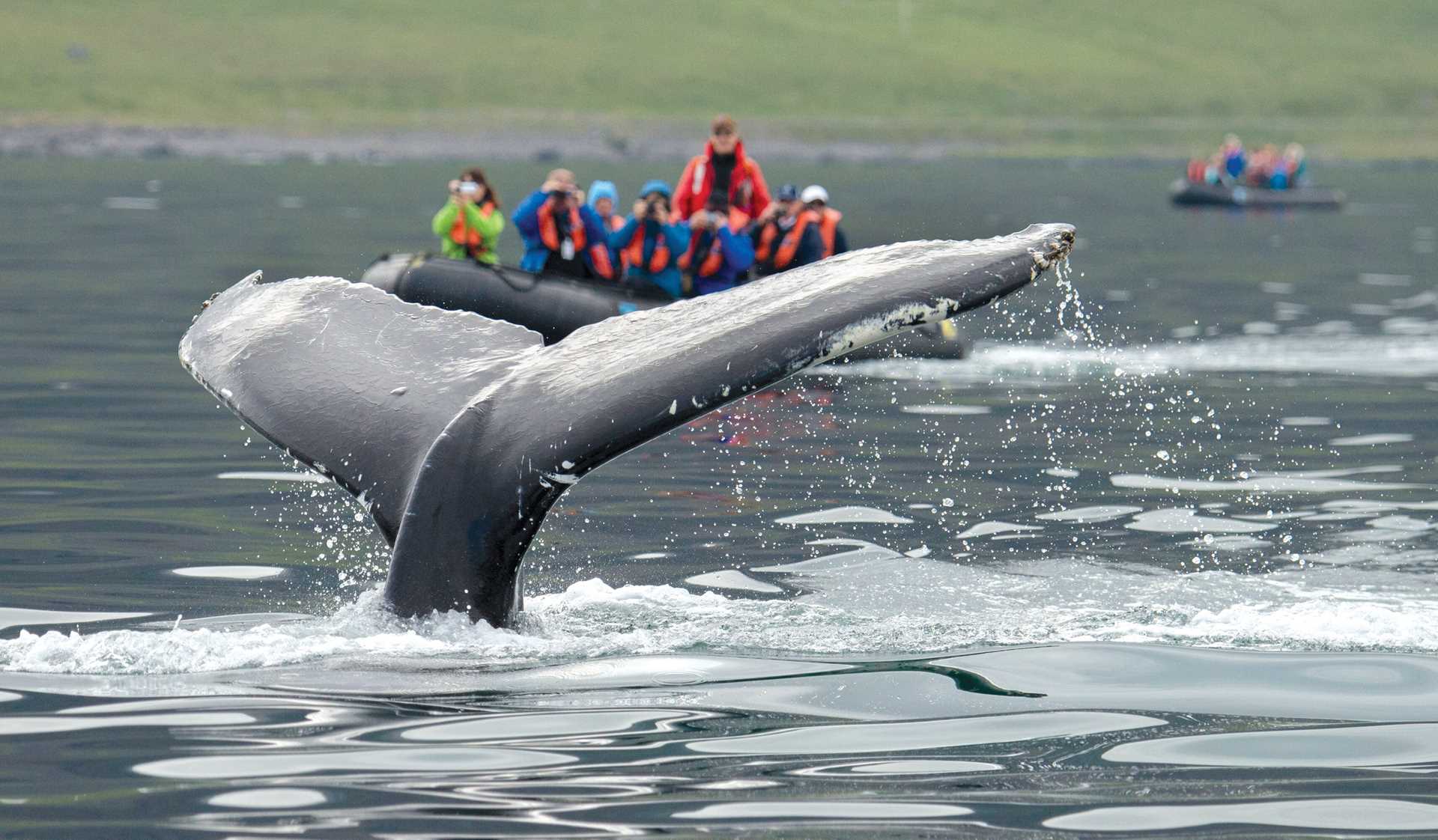 A humpback whale tail in front of a Zodiac in Isafjordur, Iceland