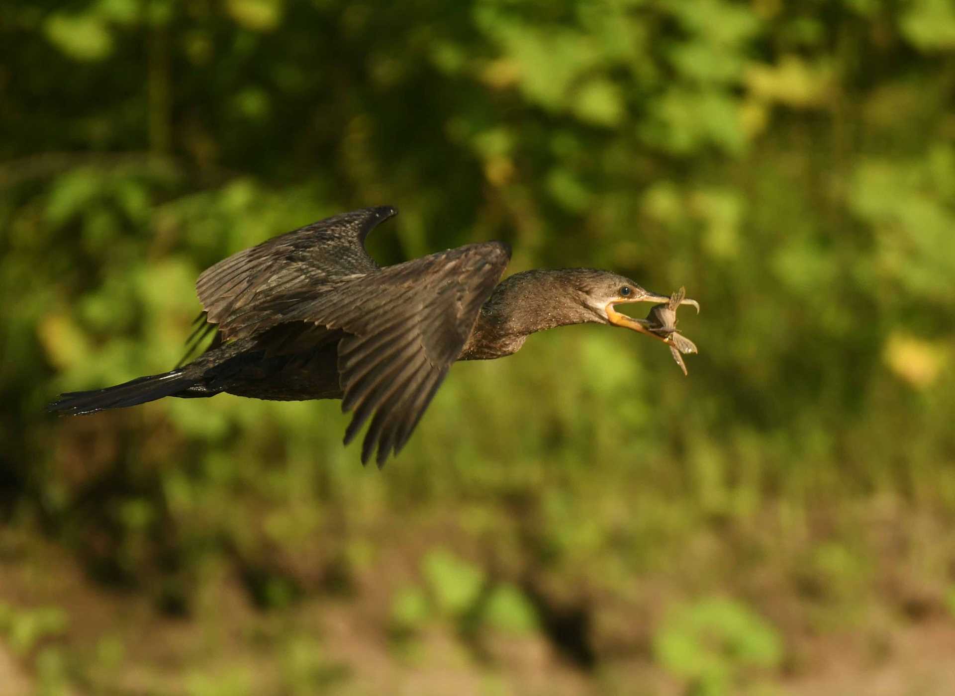 cormorant in flight with fish in its mouth
