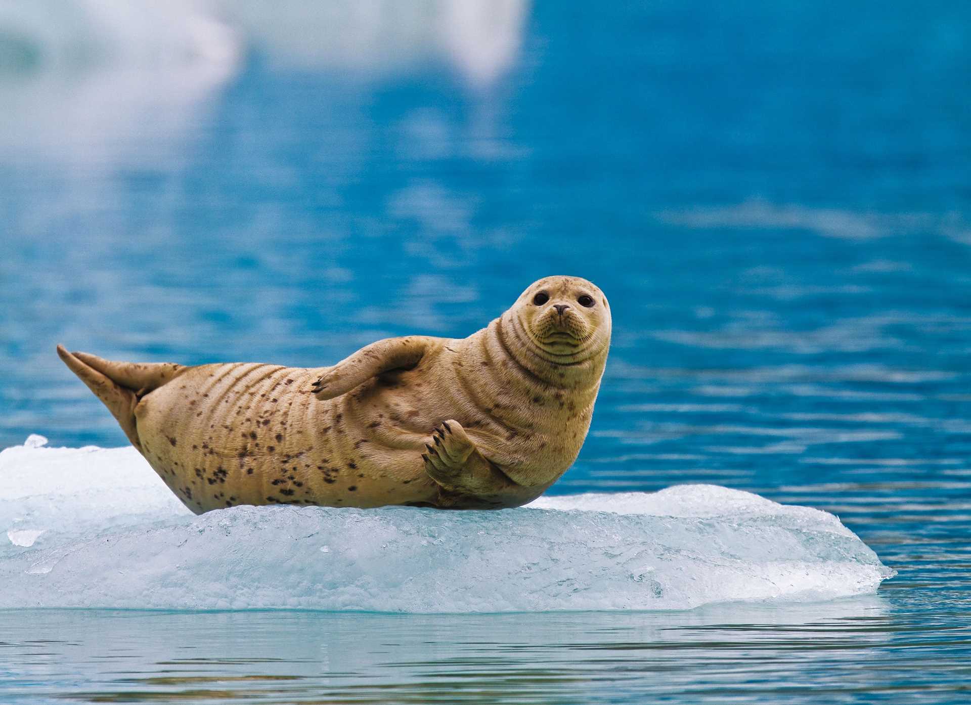 Large RGB-LEX-US Alaska AK339.jpg