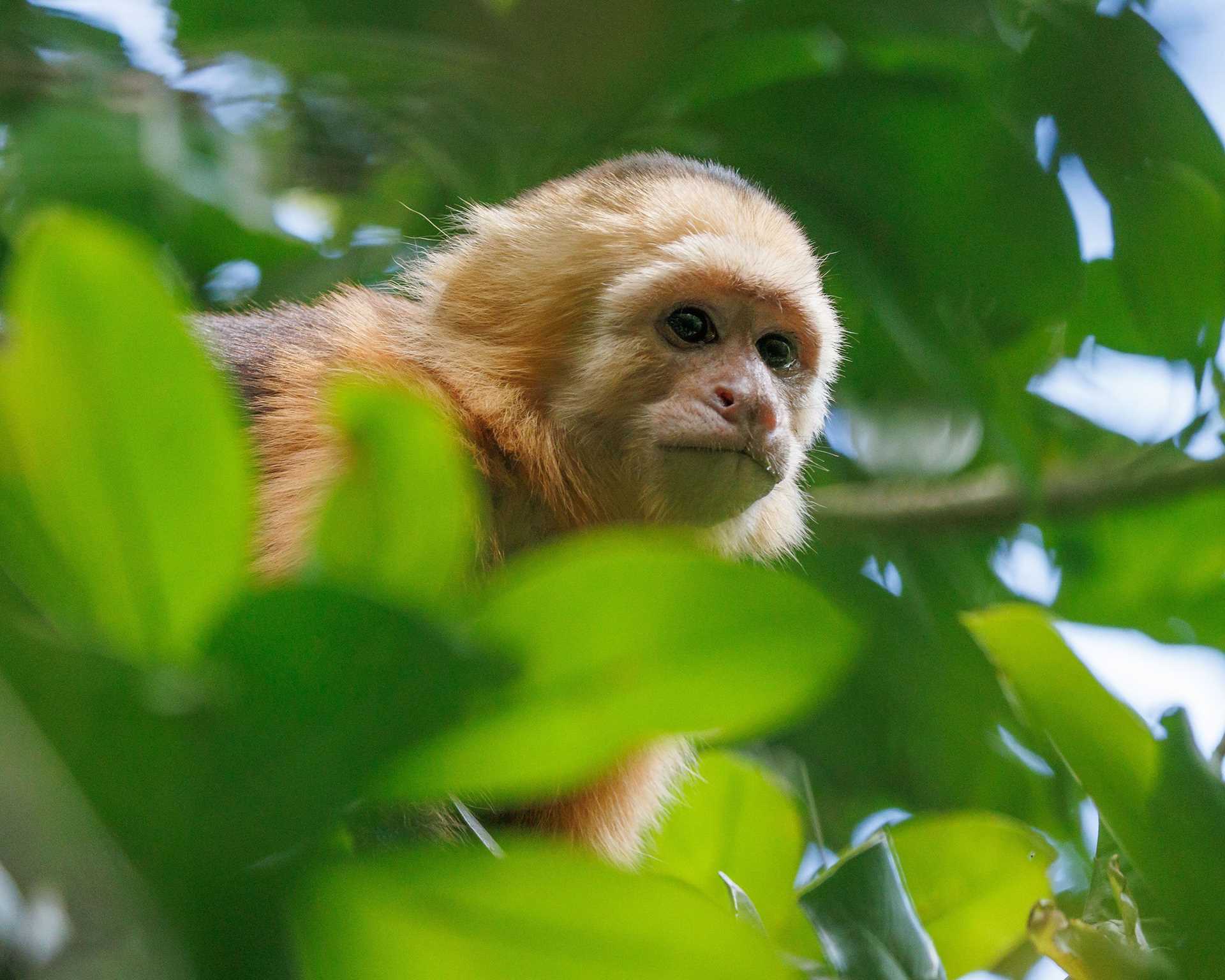 a white-faced capuchin monkey