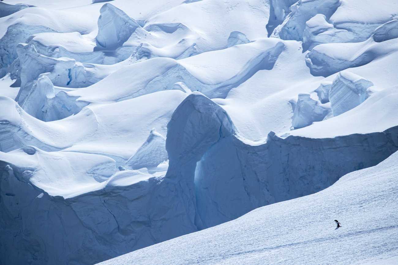 Neko-penguin-glacier.jpg