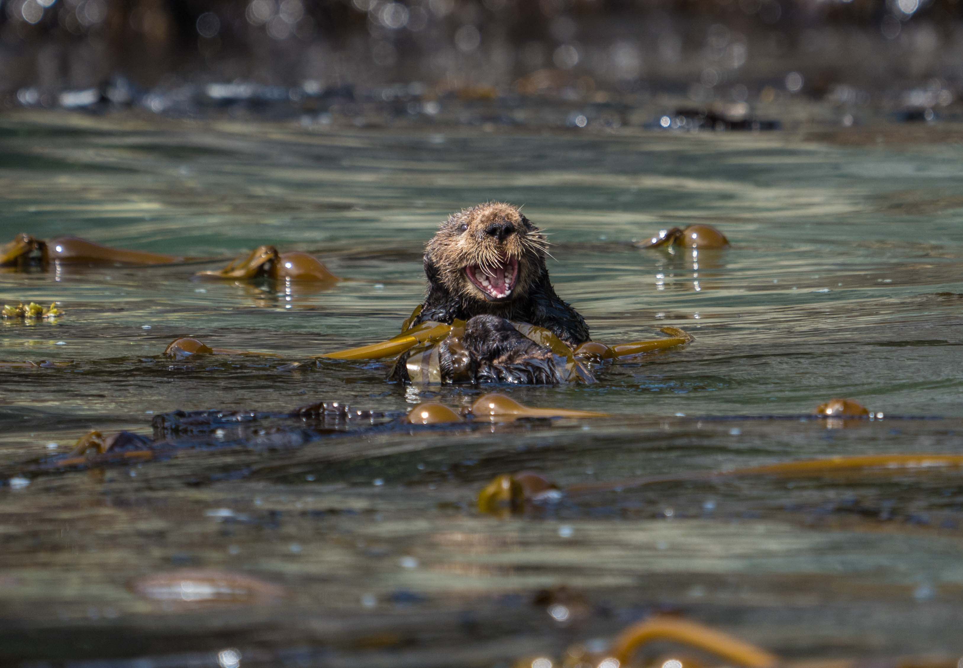 Otter in Alaska.jpg