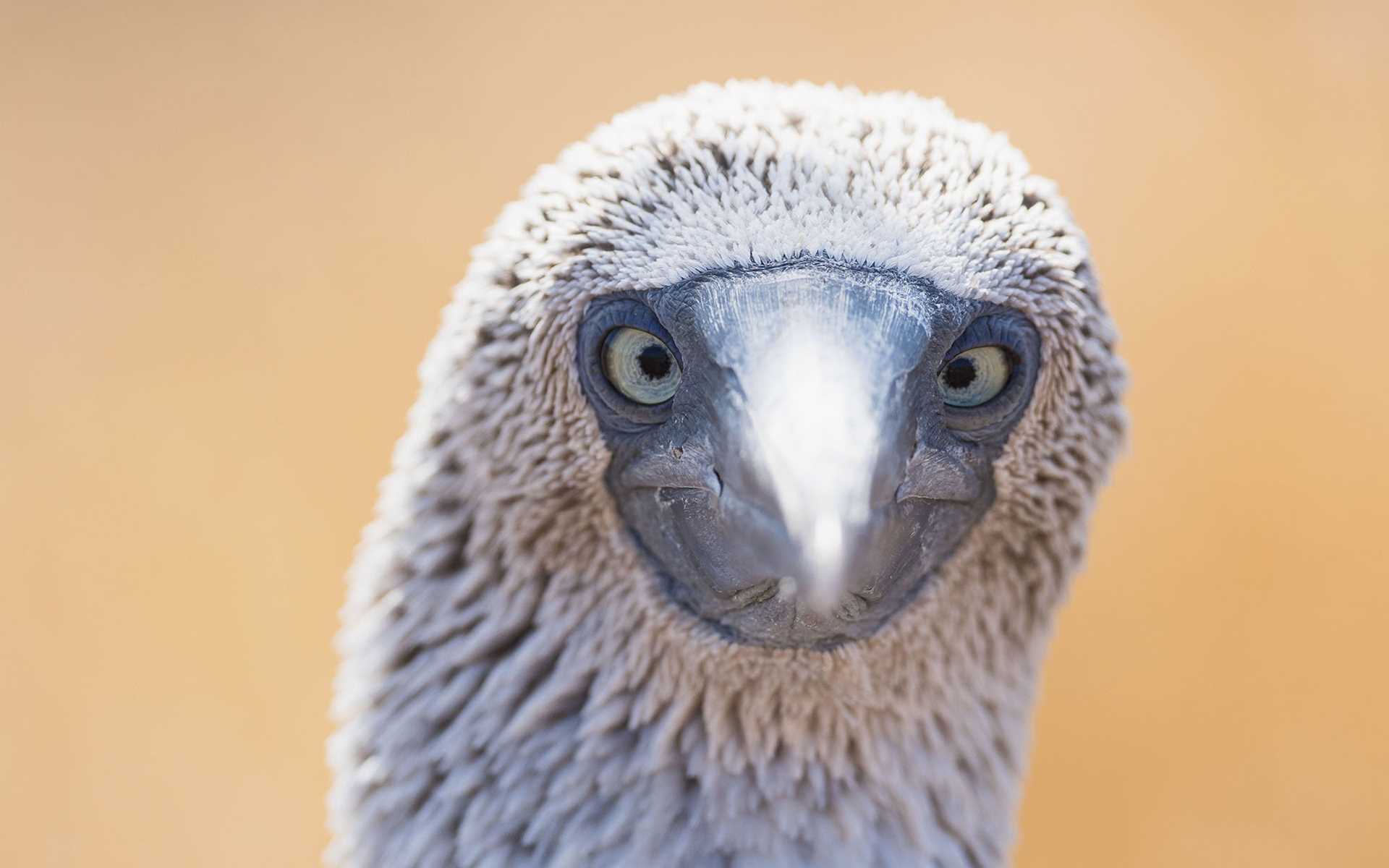 blue footed booby face