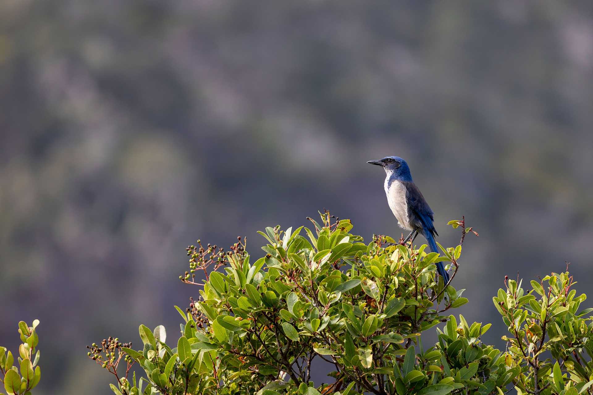 a blue scrub jay perched on a bush