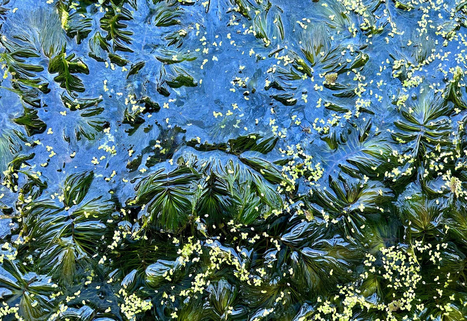 algae and tiny yellow flowers 