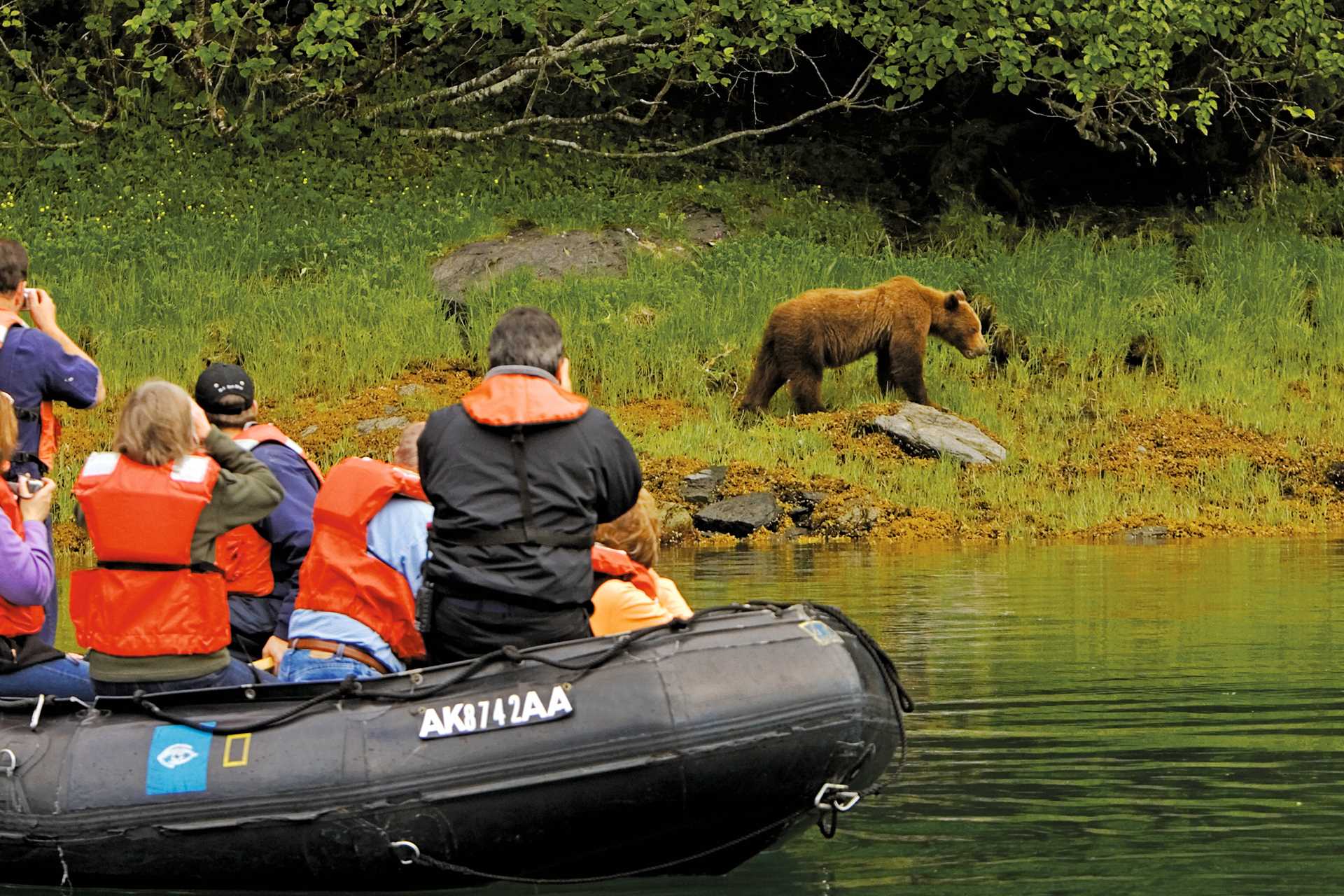 Guests in a Zodiac photograph a brown bear in Kelp Bay, Baranof Island, Tongass National Forest, Alaska