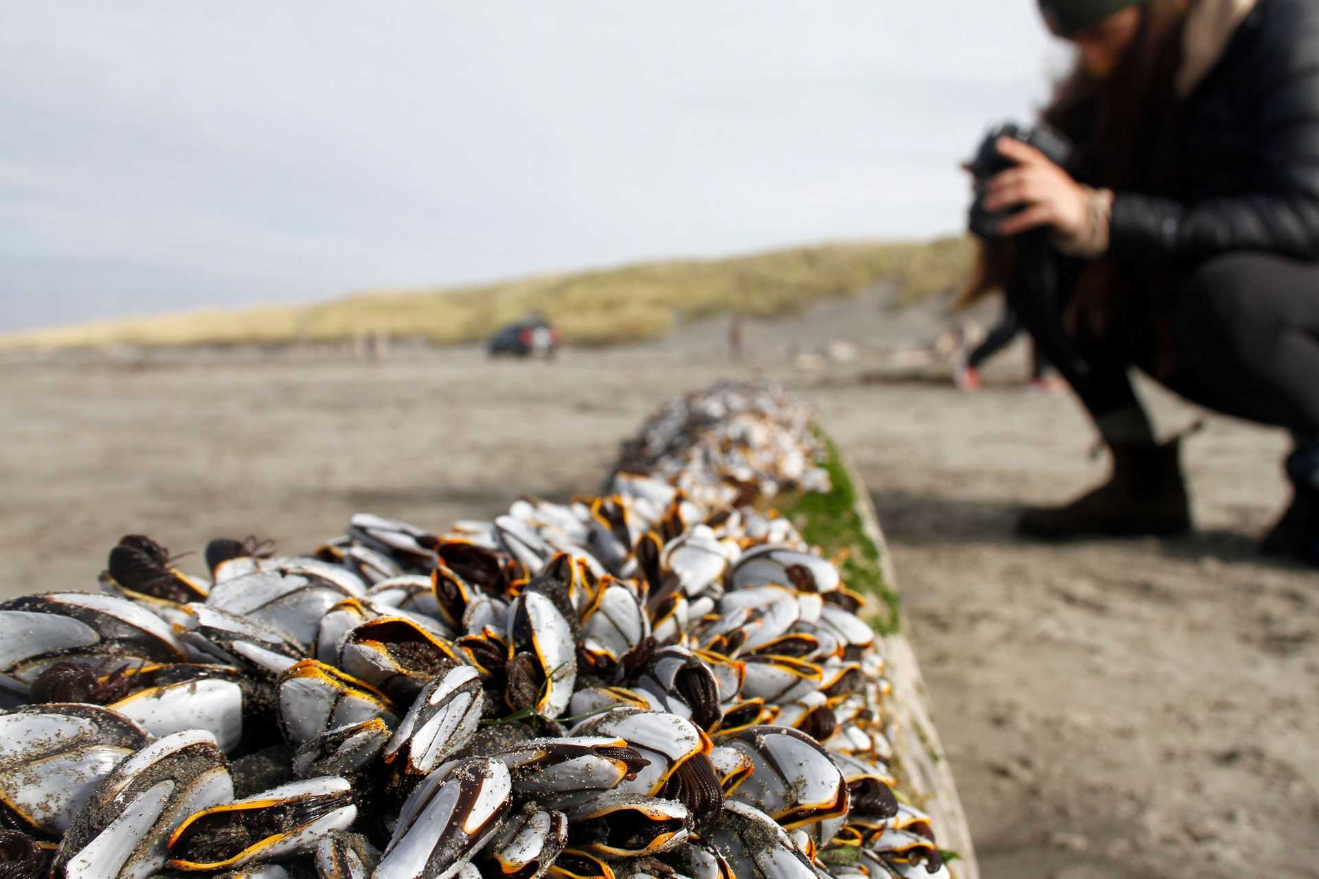 mussel shells and photographer