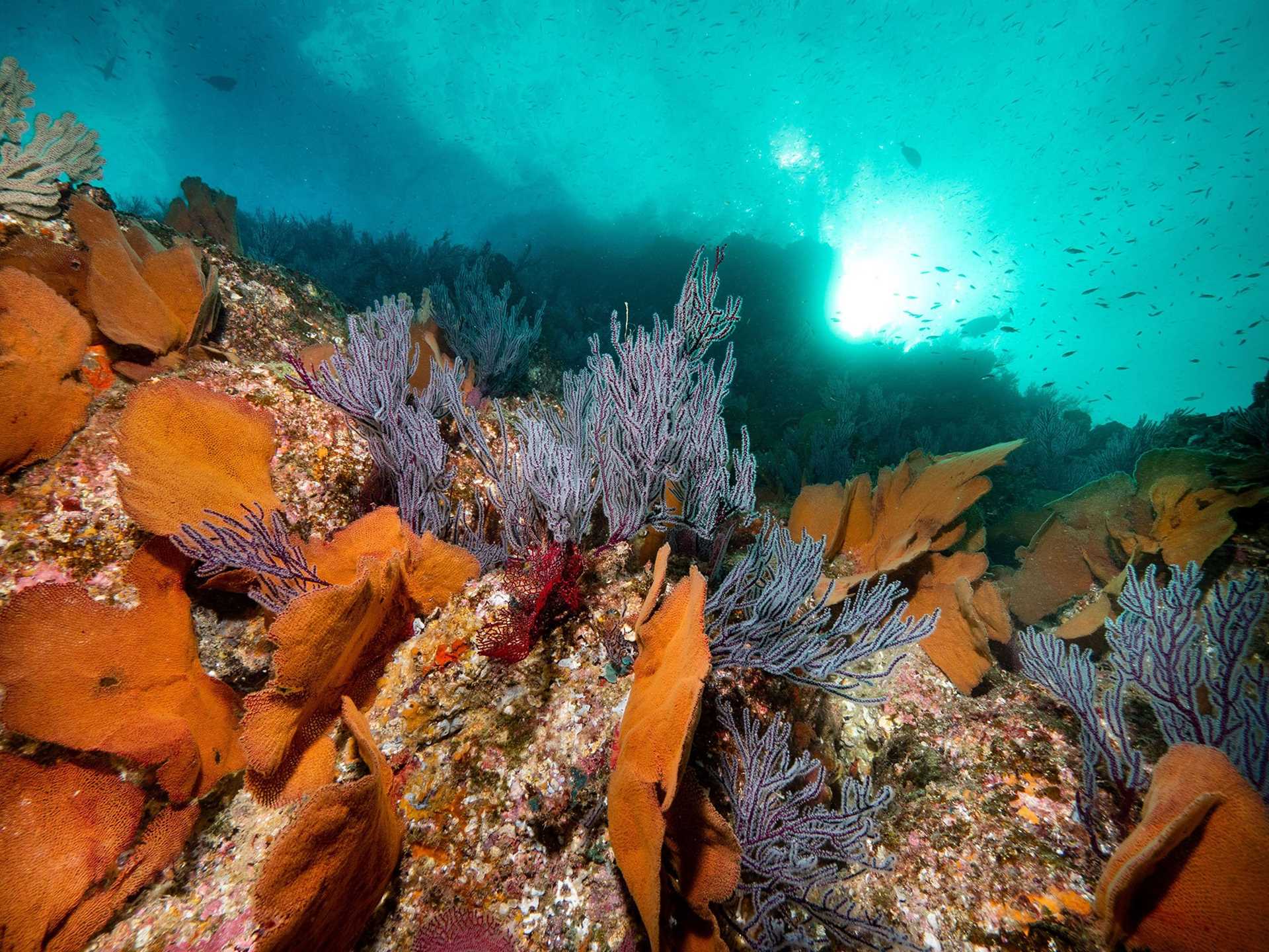 undersea seascape