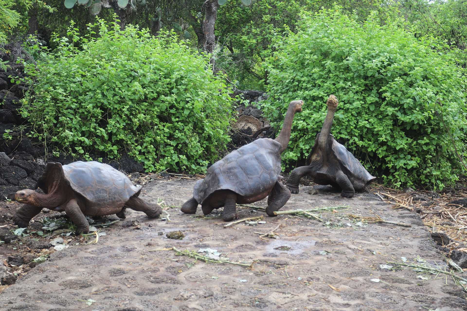 two tortoises stretching out their necks at each other