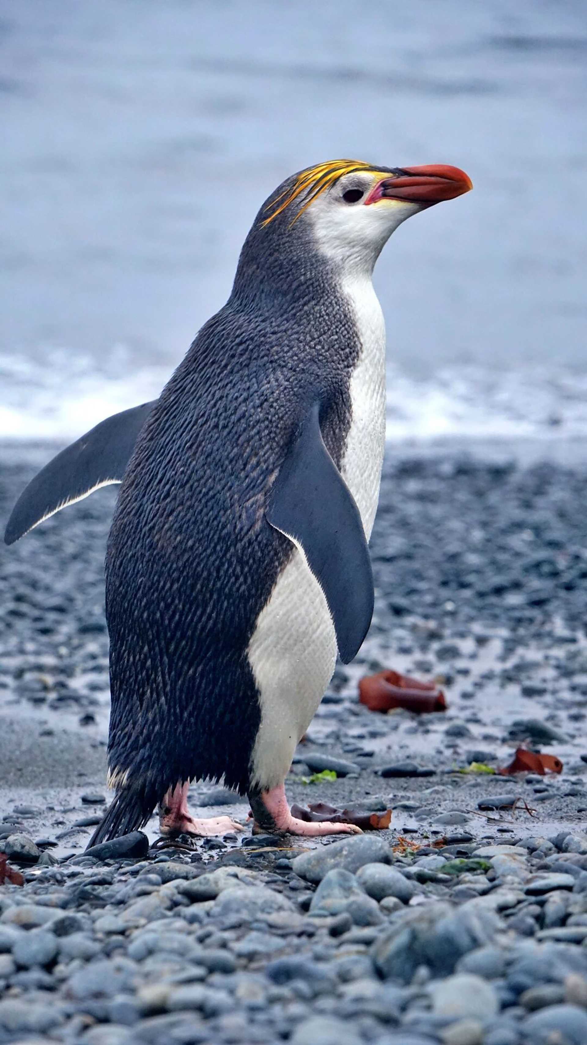 royal penguin