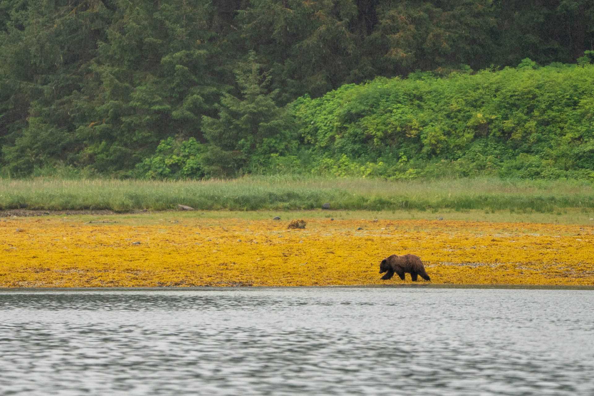 brown bear walking on a yellow field