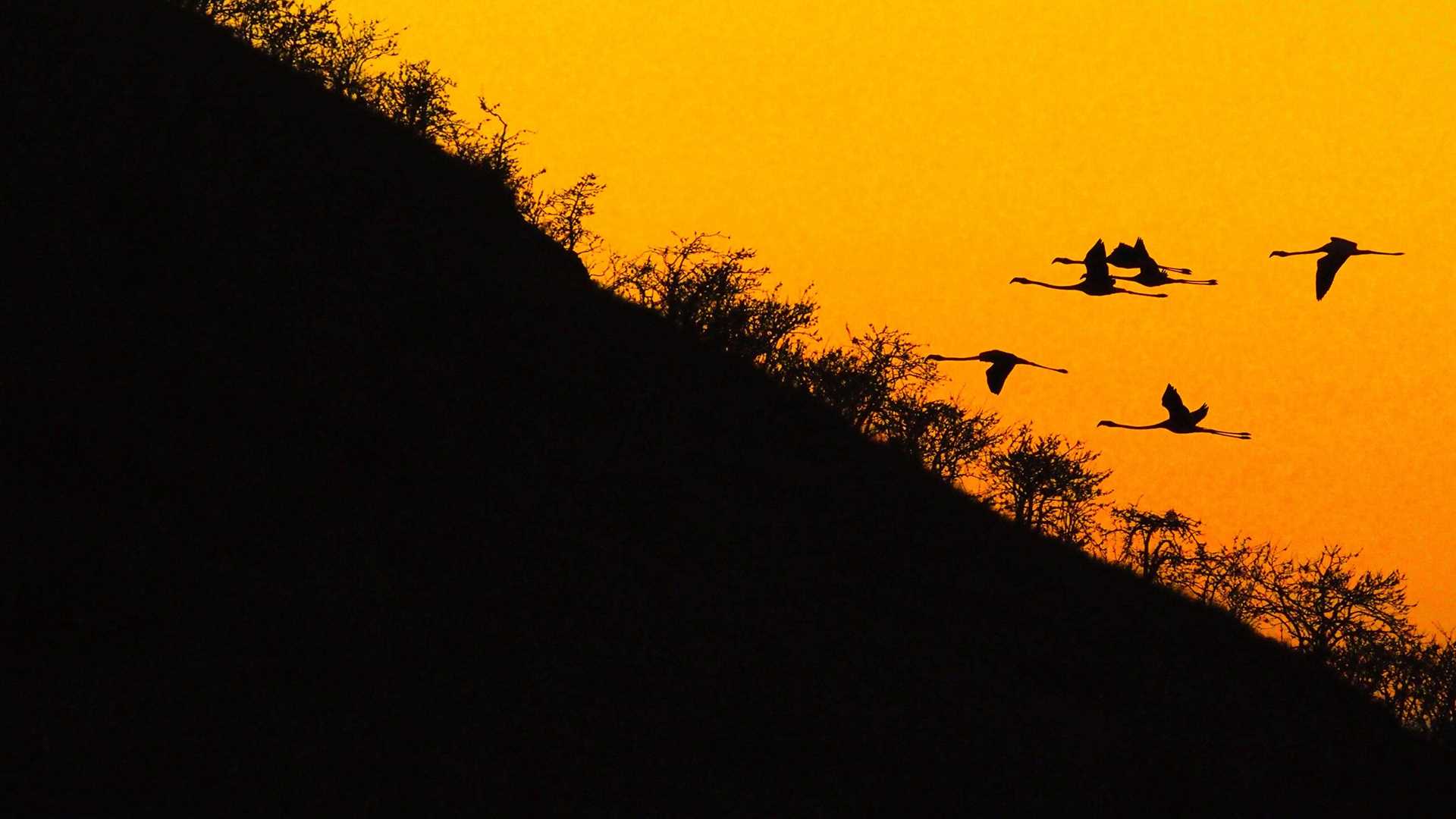 silhouette of flamingos in flight in front of an orange sunset