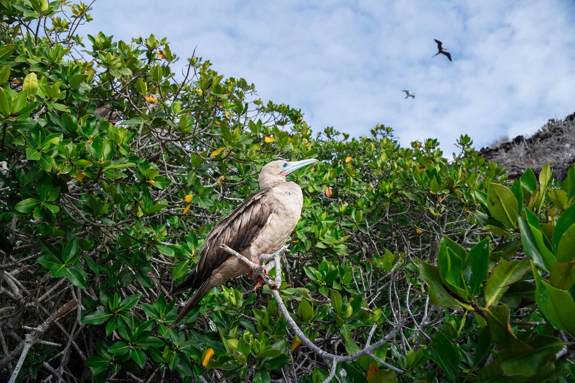 red-footed booby in the mangroves