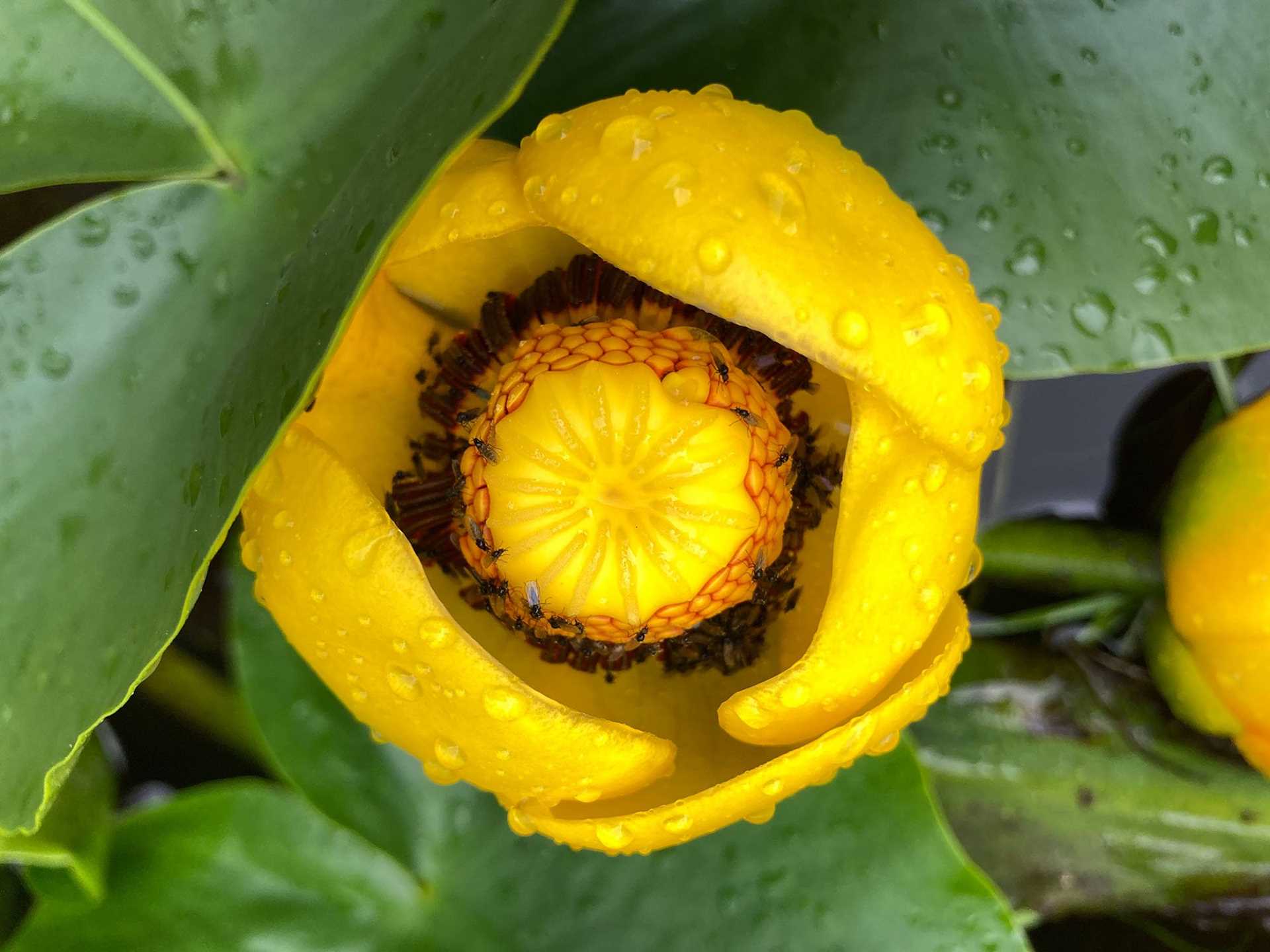 yellow flower