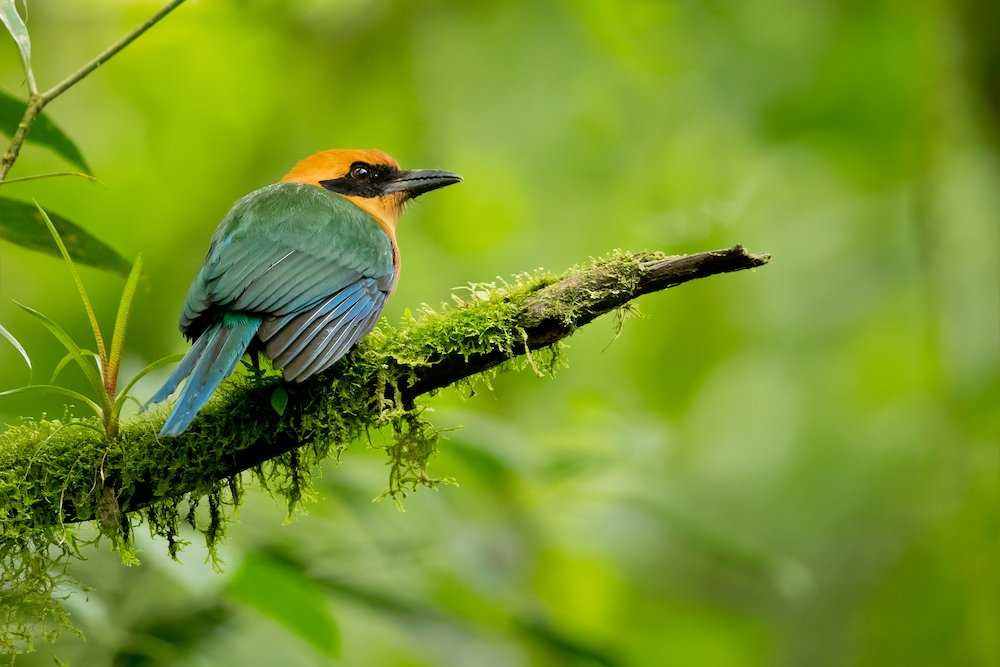 Rufous Motmot on a branch.jpg