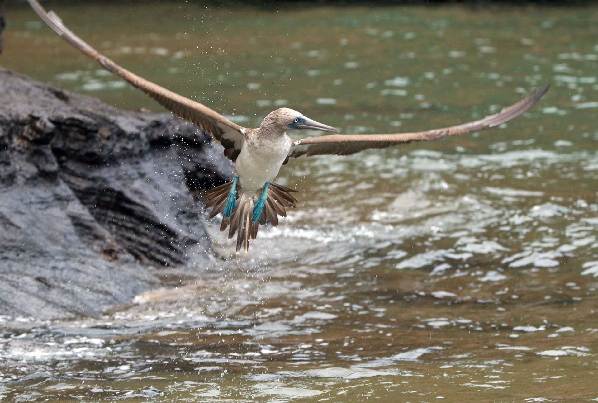 blue-footed booby in flight