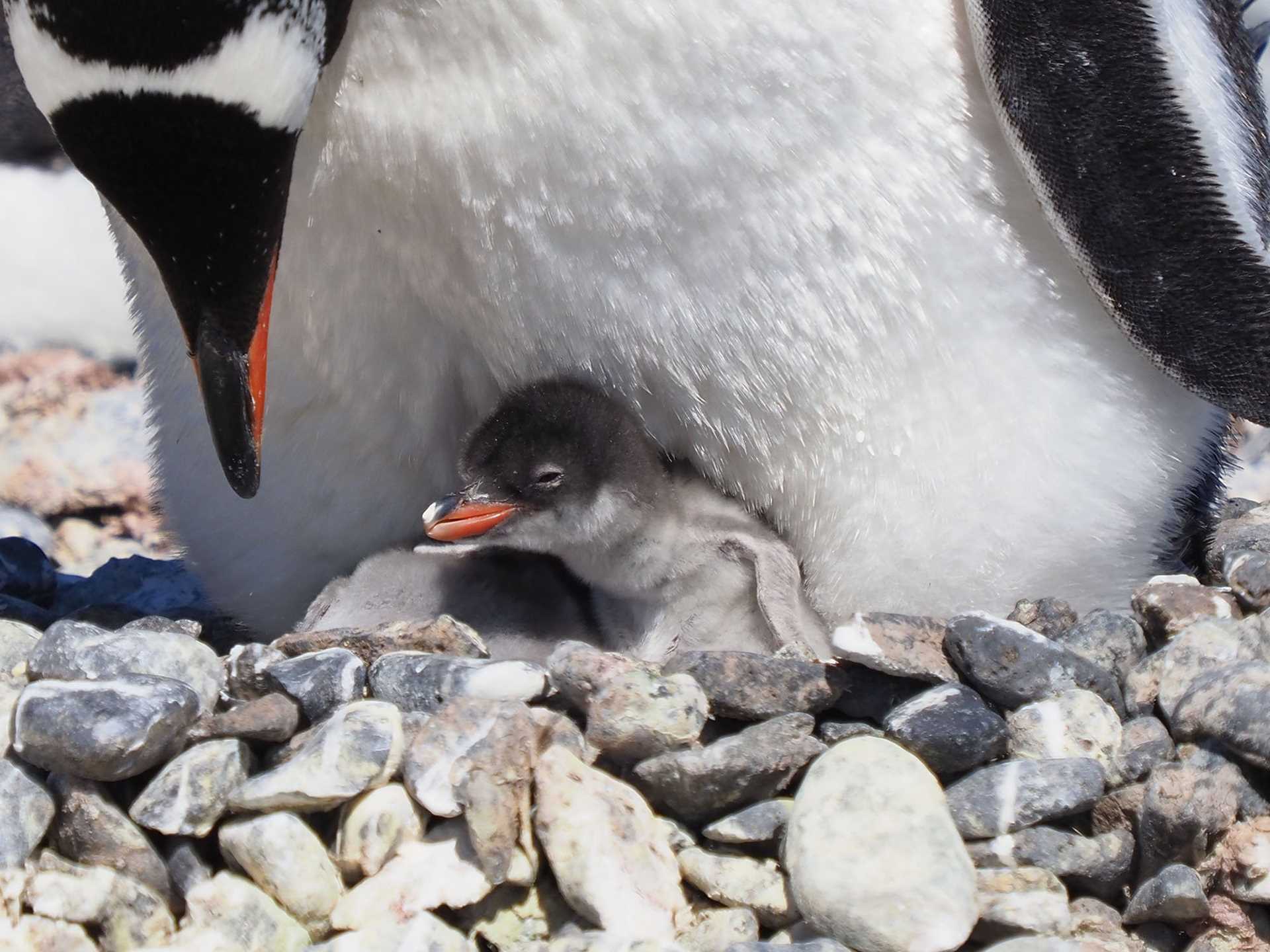 penguin chick