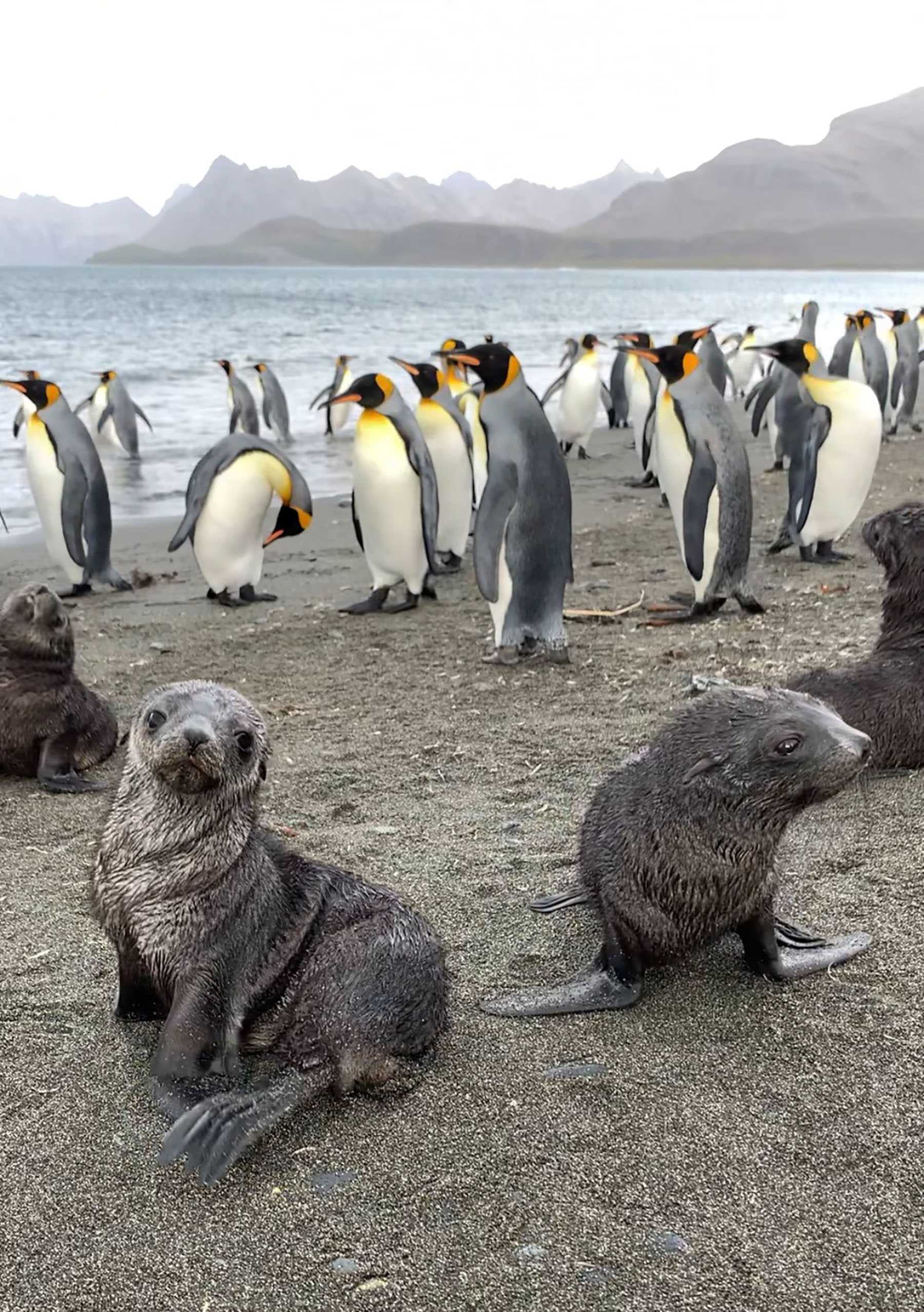 baby fur seals and king penguins