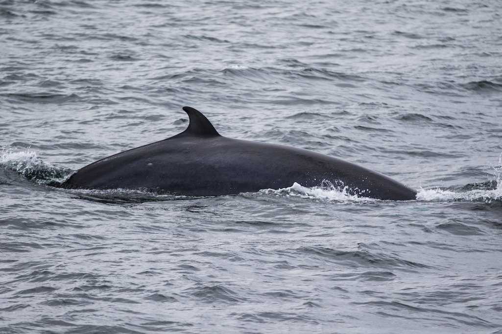 Minke whale surfacing in the Hebrides.jpg