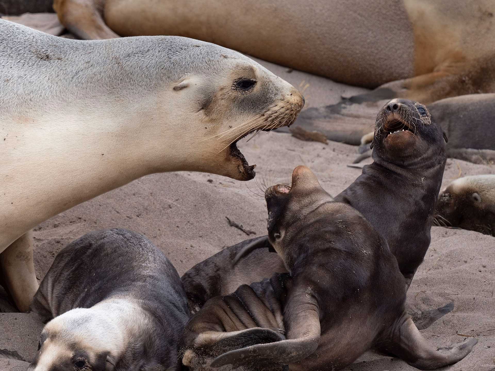 sea lion appearing to yell at its pup