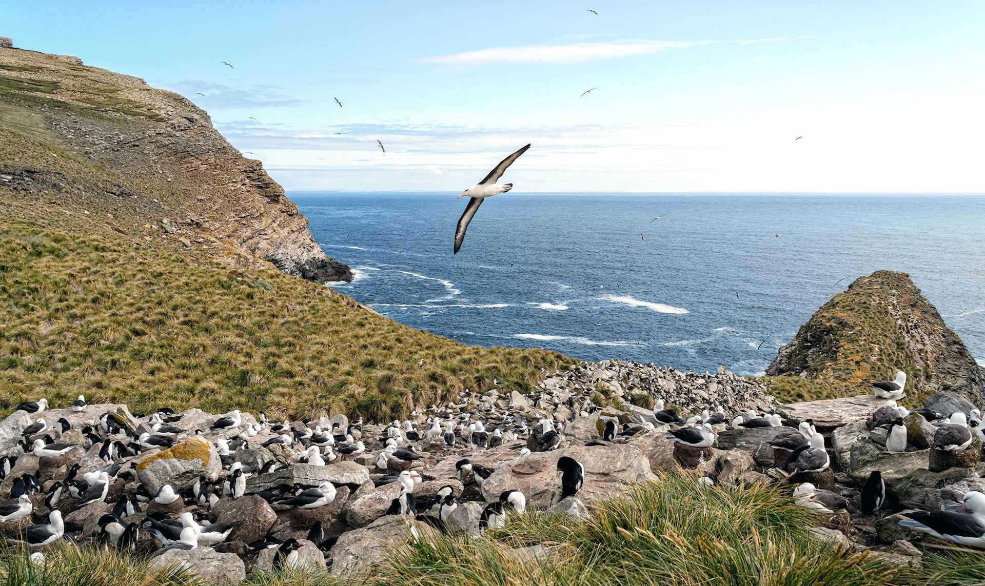 Black-browed albatross colony on West Point, Falkland Islands