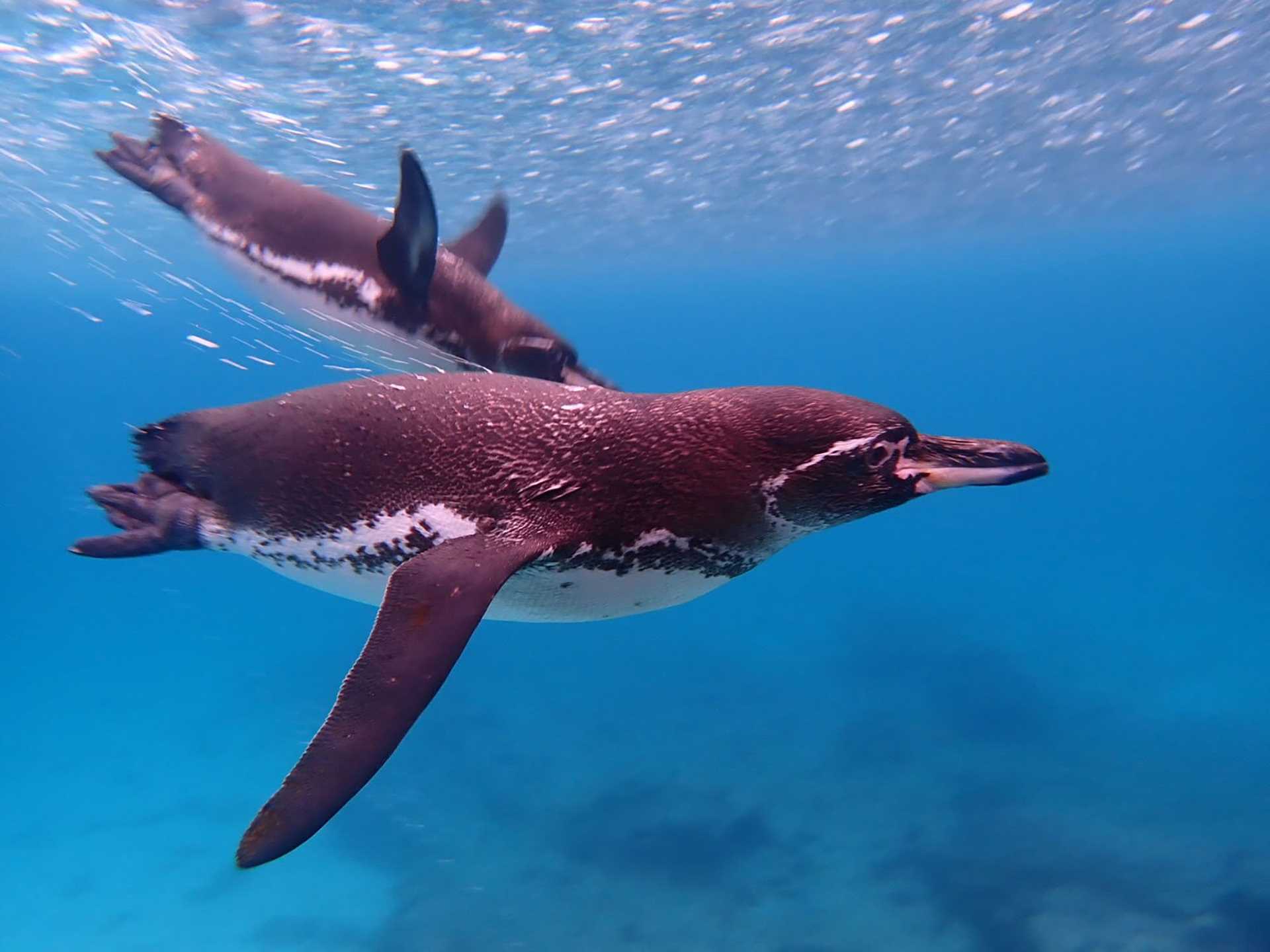 penguin swimming underwater