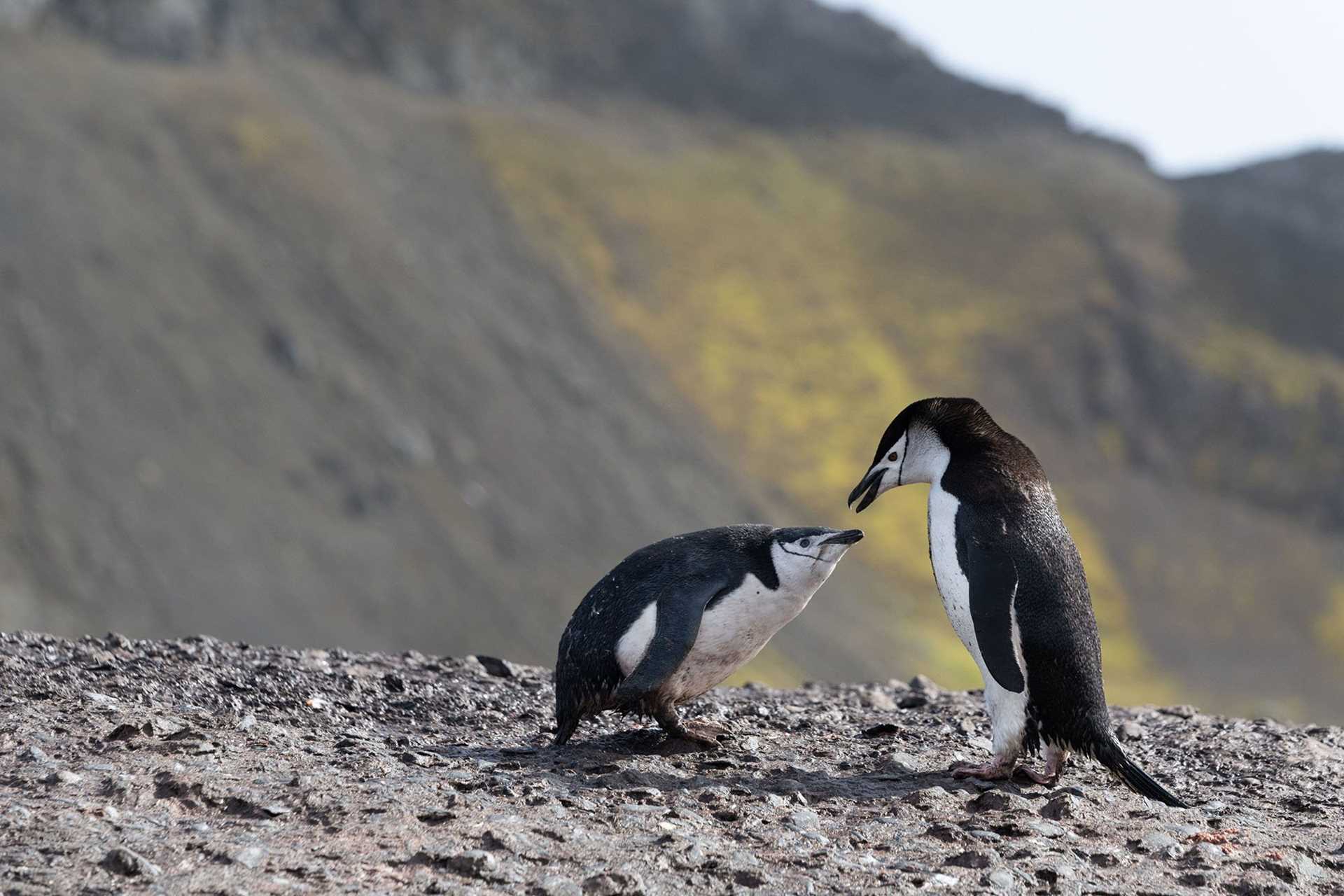 one chinstrap penguin feeds another
