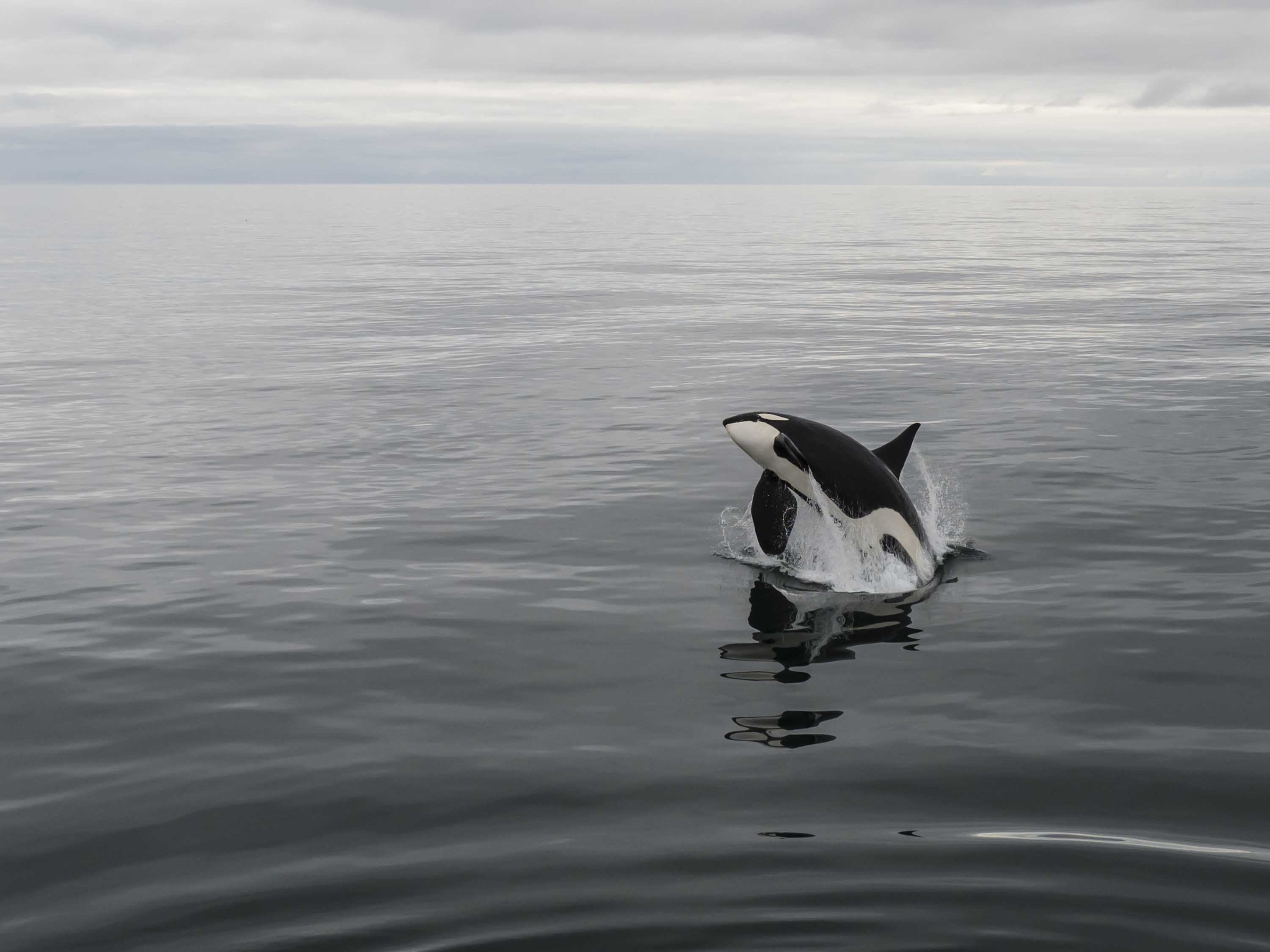 orca breaching nolan.jpg