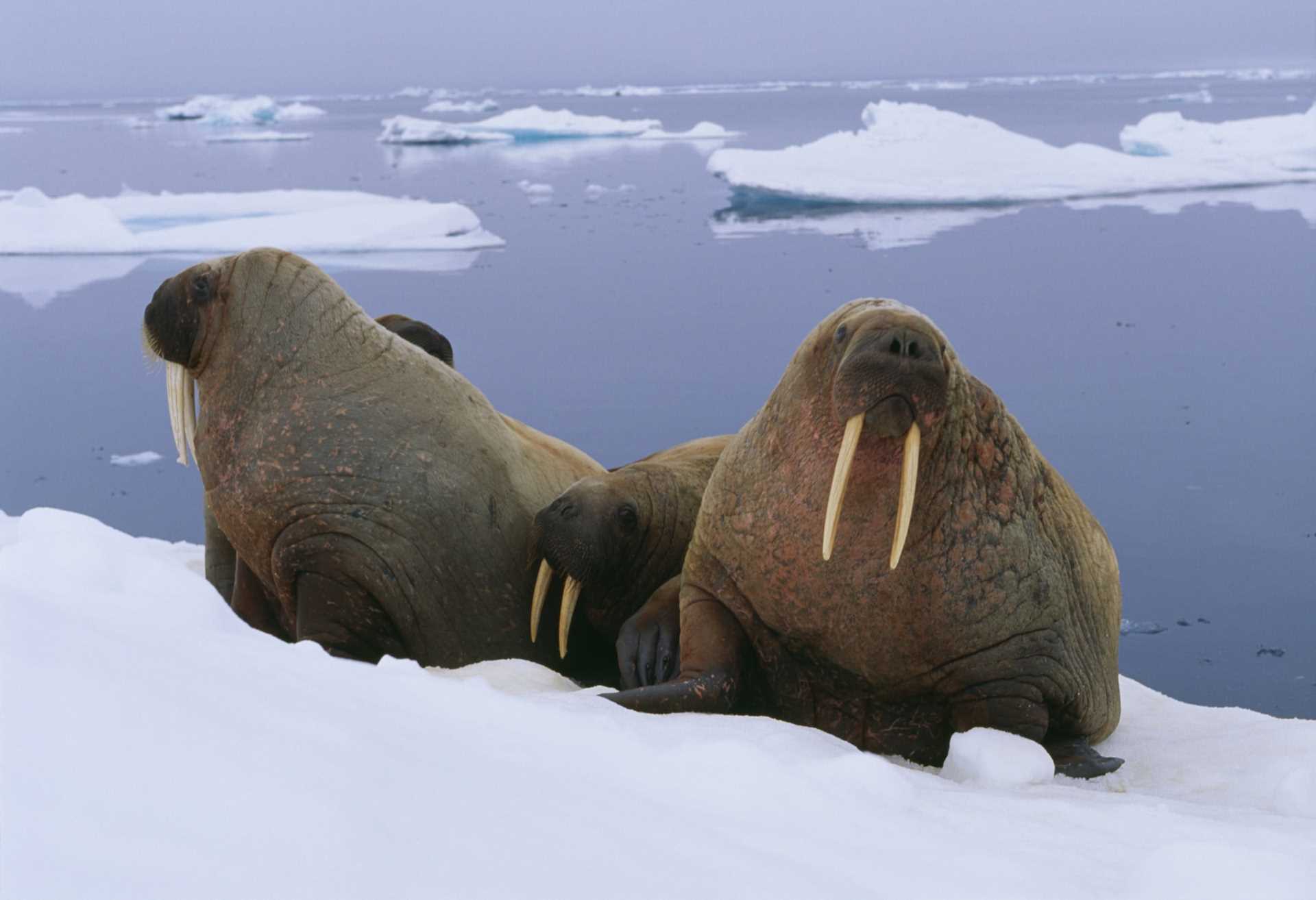 Group of walrus on ice floe.jpg
