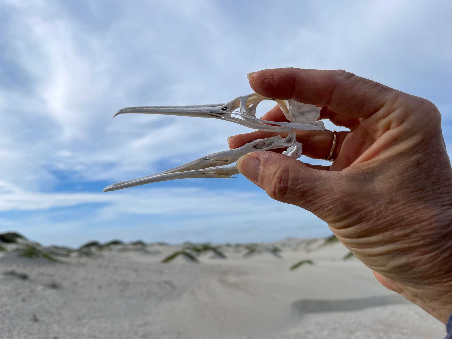 bird skull