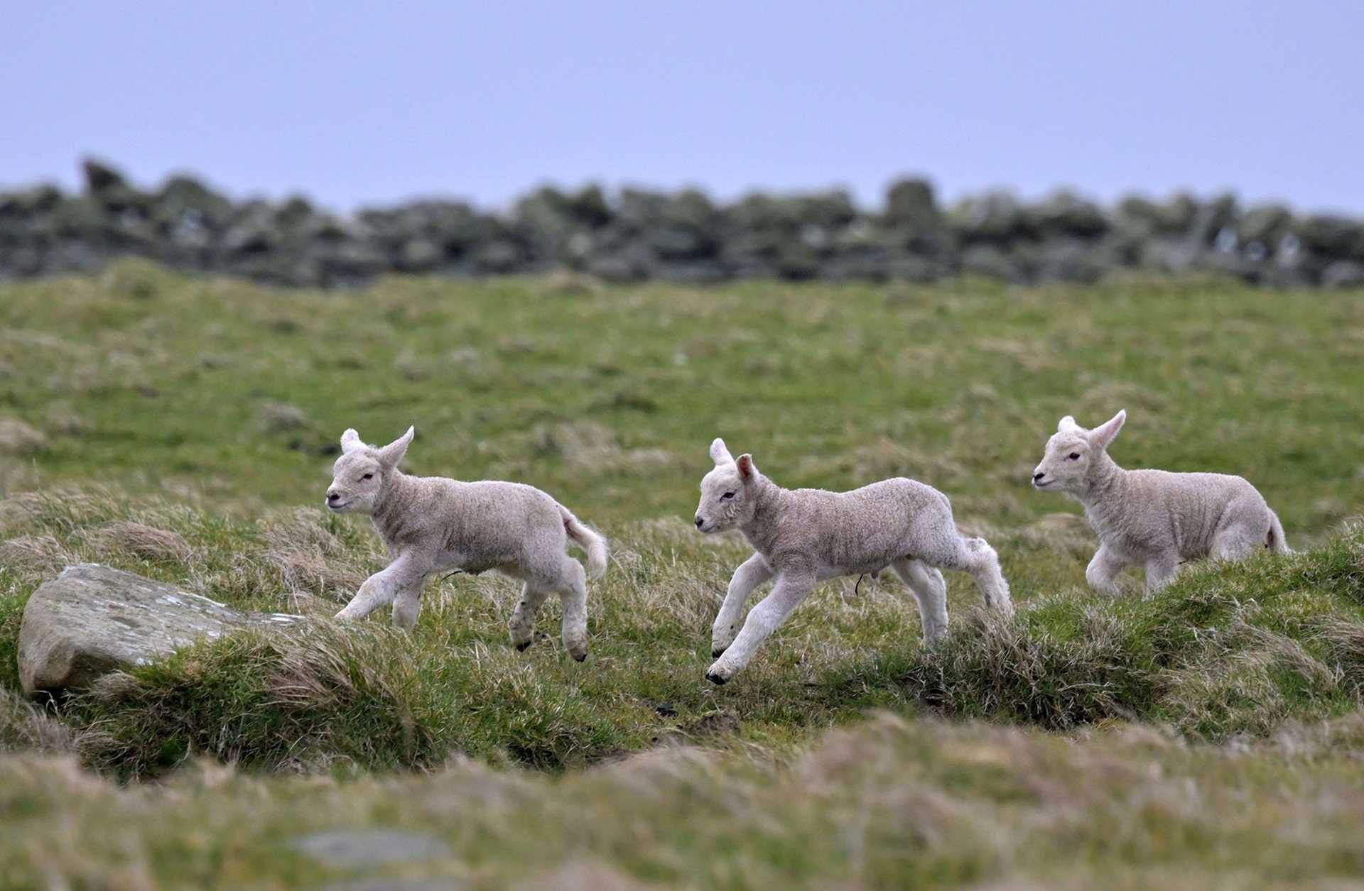 three baby lambs running in a field