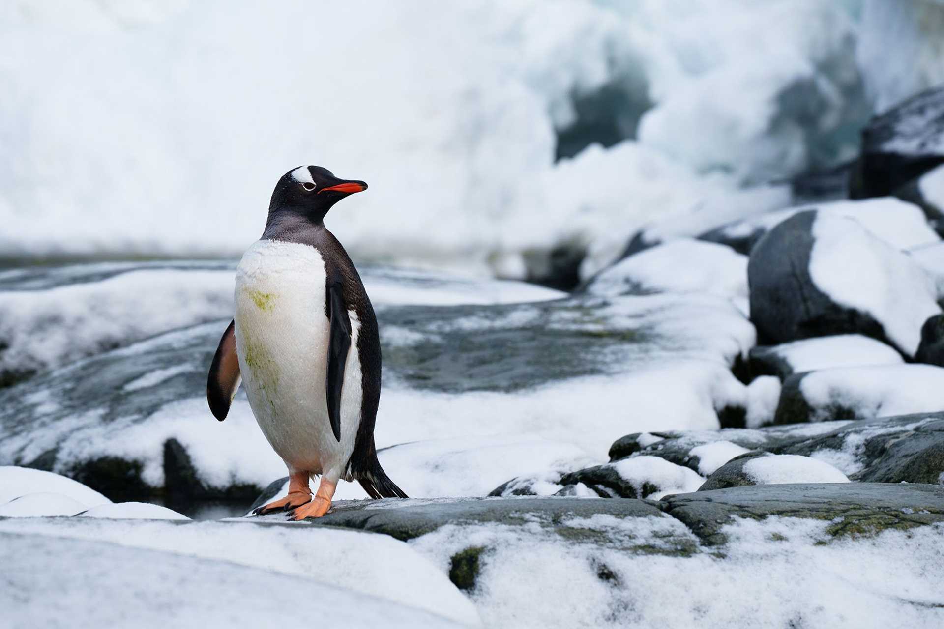 gentoo penguin