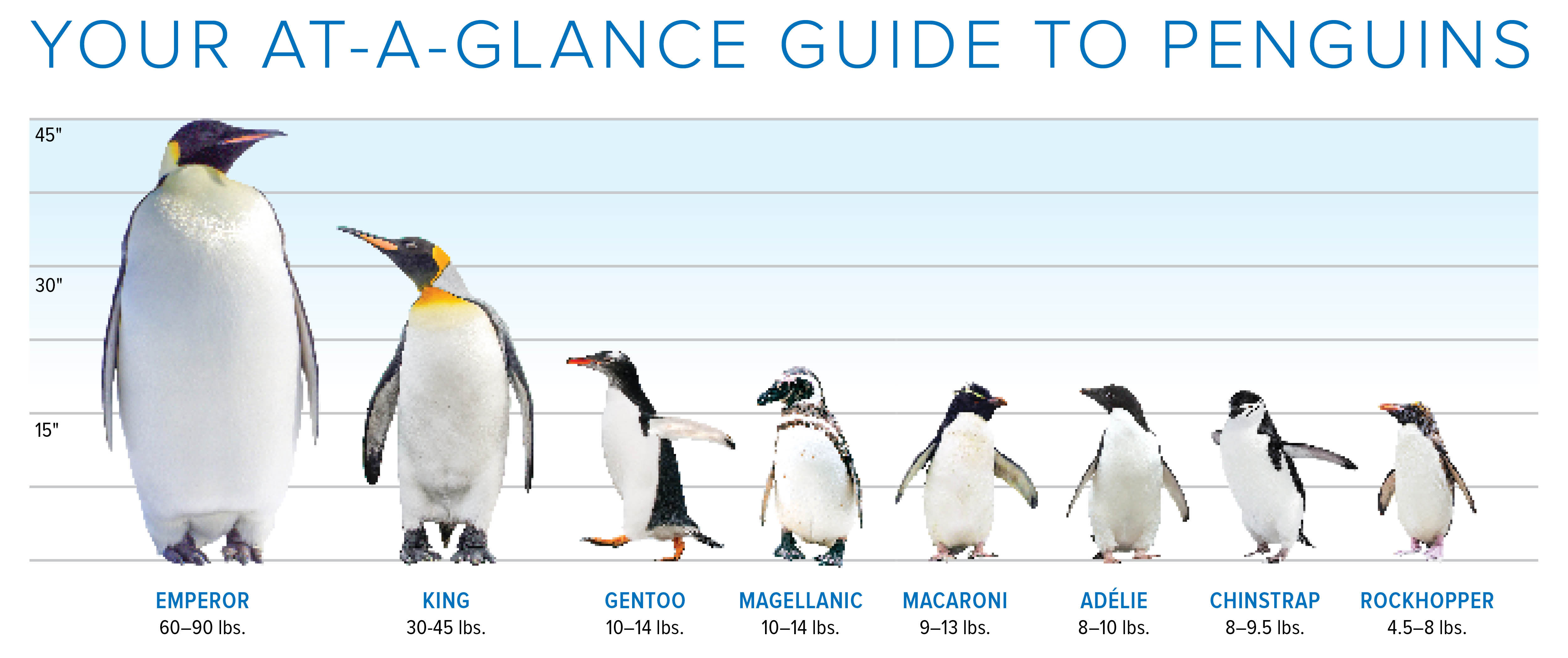 At a glance penguin chart.jpg