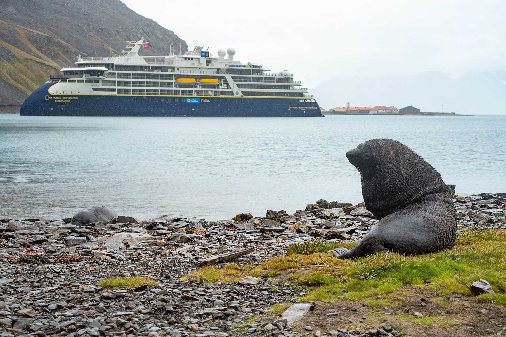 fur seal with ship in the background
