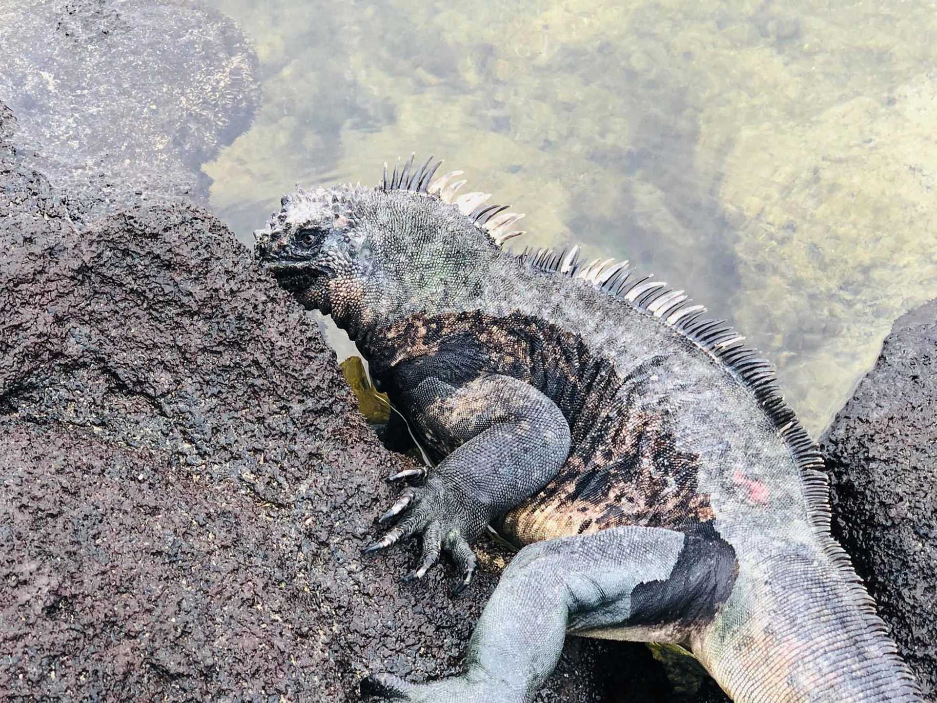 marine iguana