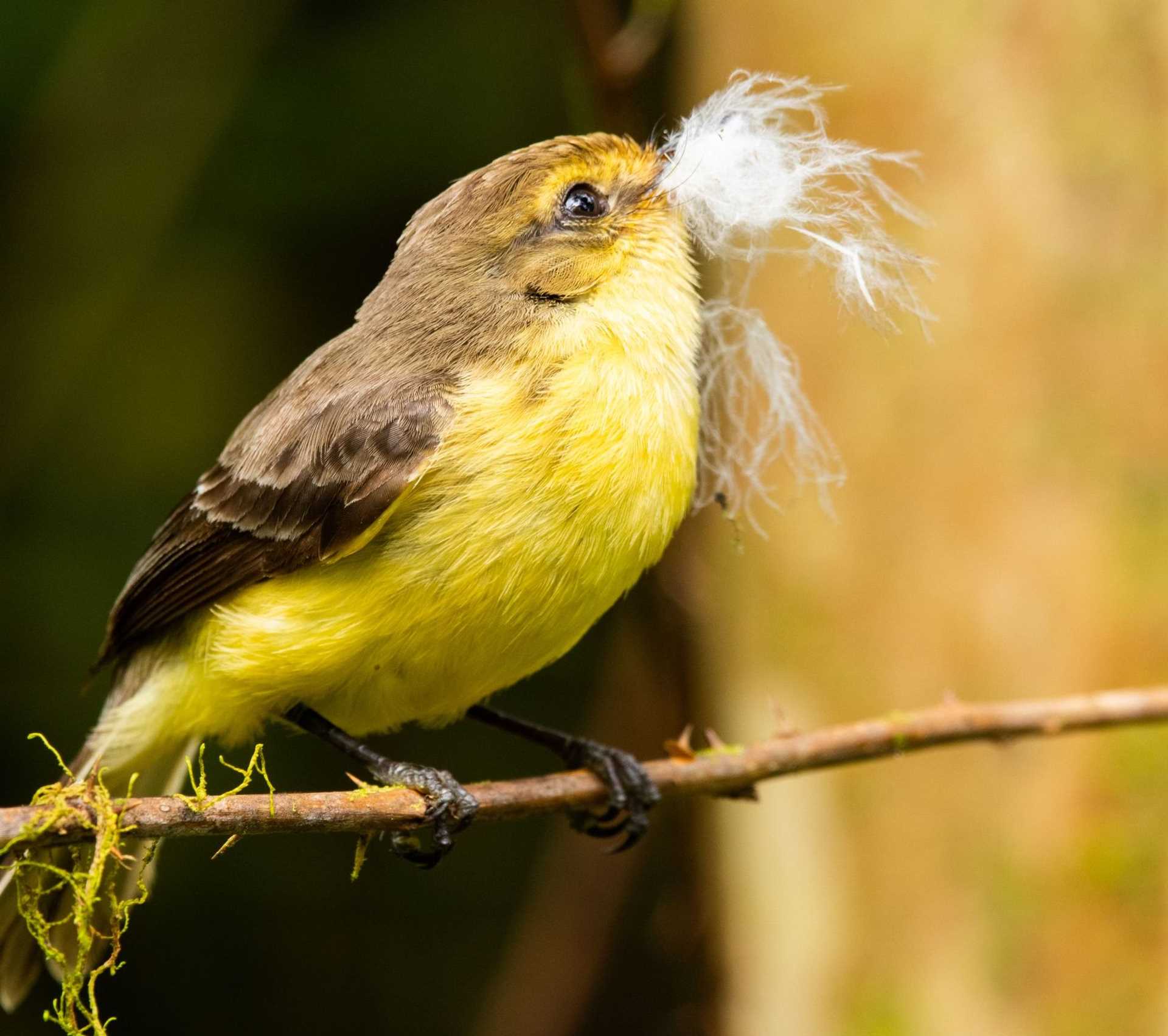 A yellow warbler perches on a branch in Galápagos. Photo: tktk