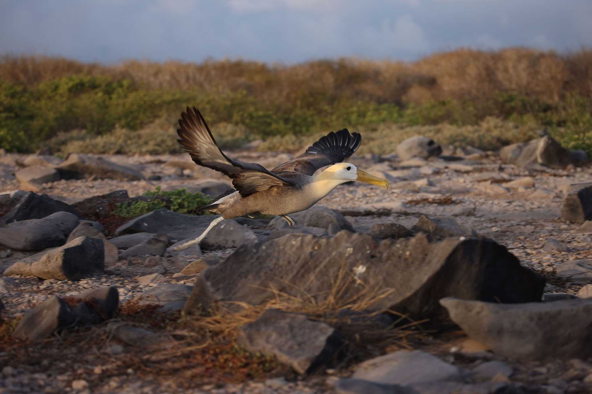 albatross