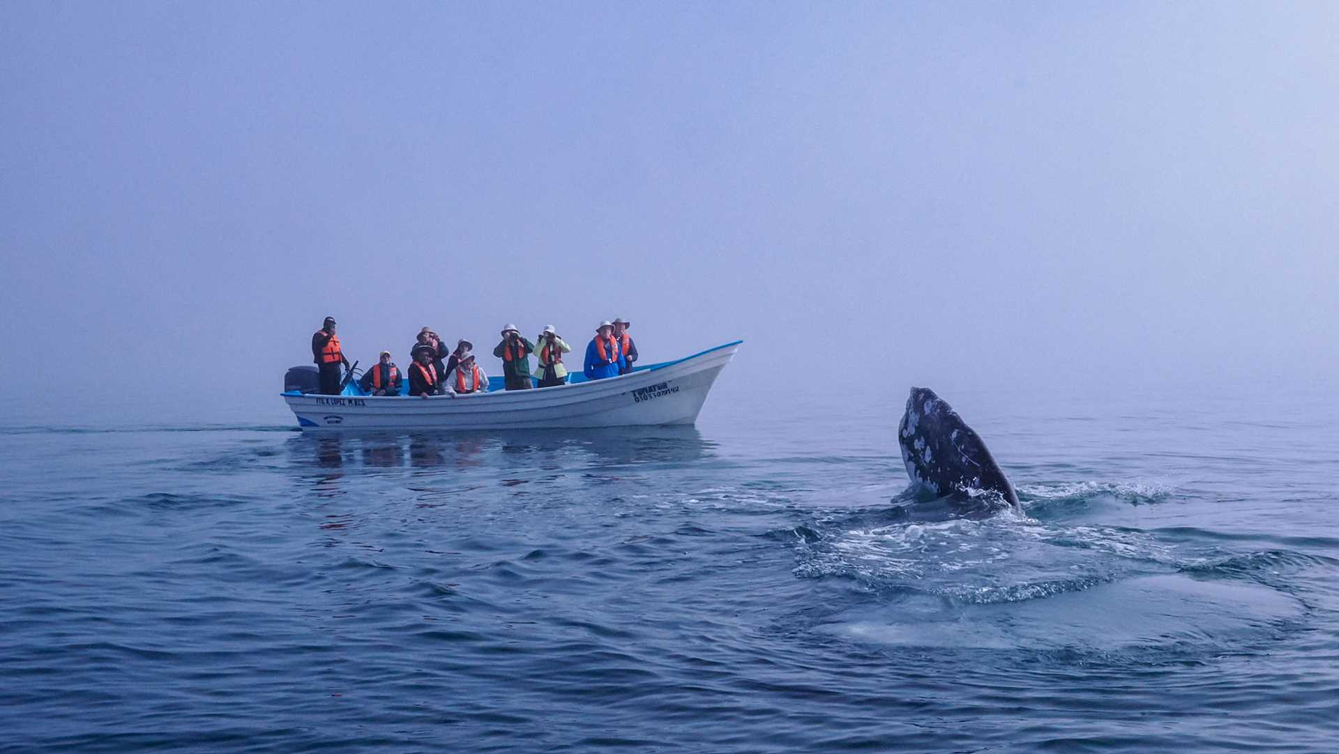 a gray whale and a boat full of people