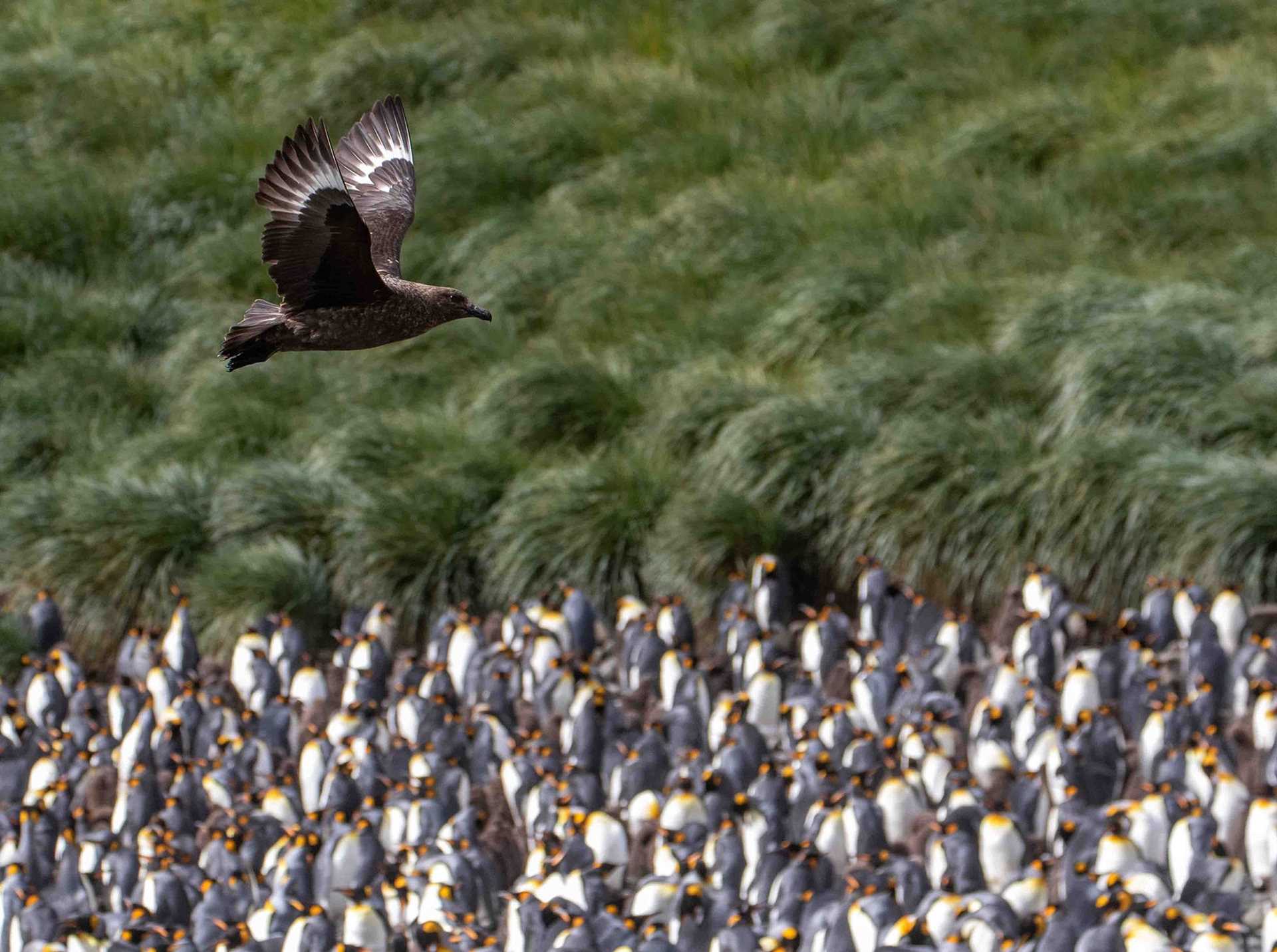 large bird flying over thousands of penguins